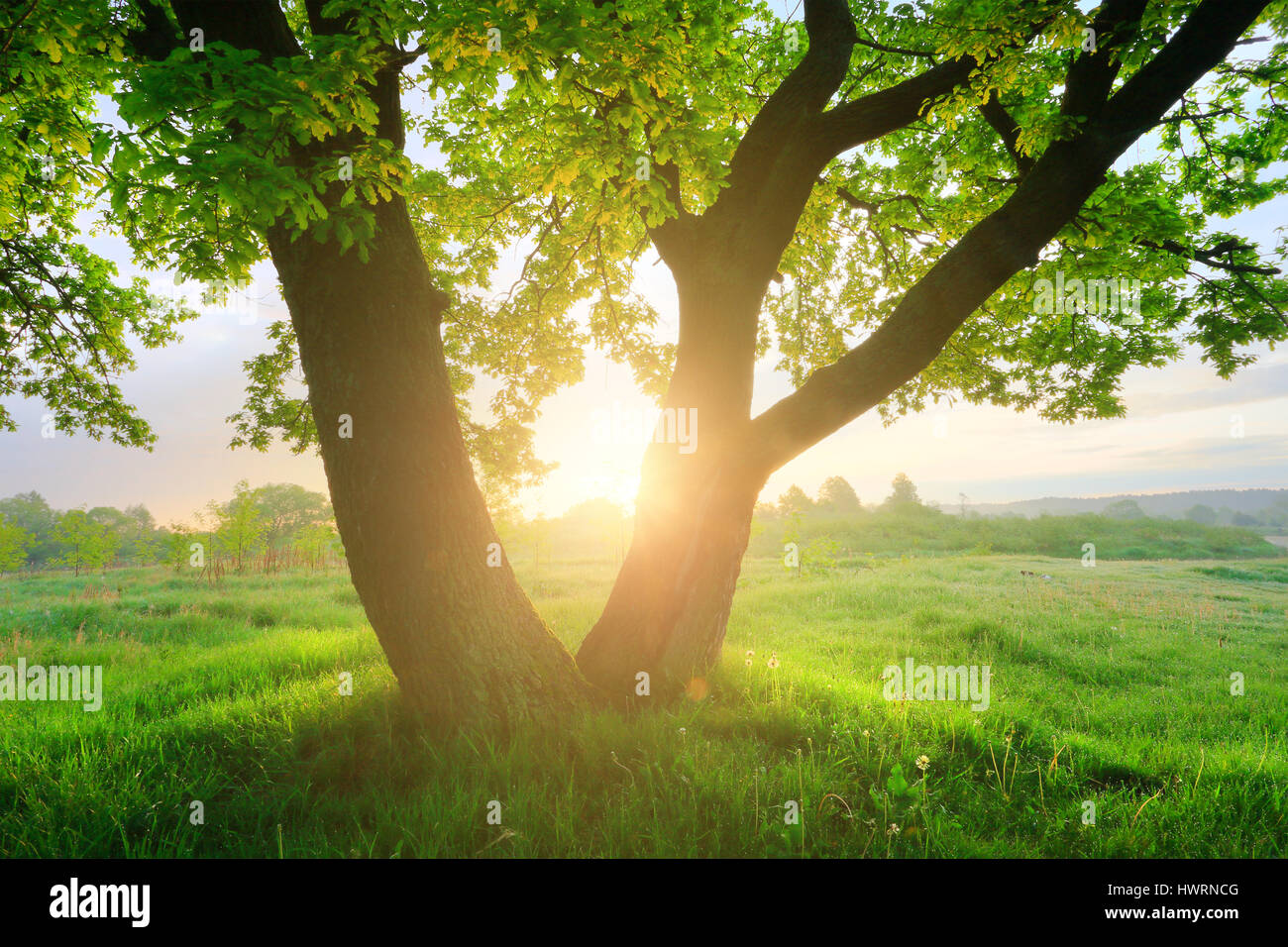 Wunderschöne Sommer Sonnenaufgang über dem grünen Wiese. Schöner grüner Baum im morgendlichen ...