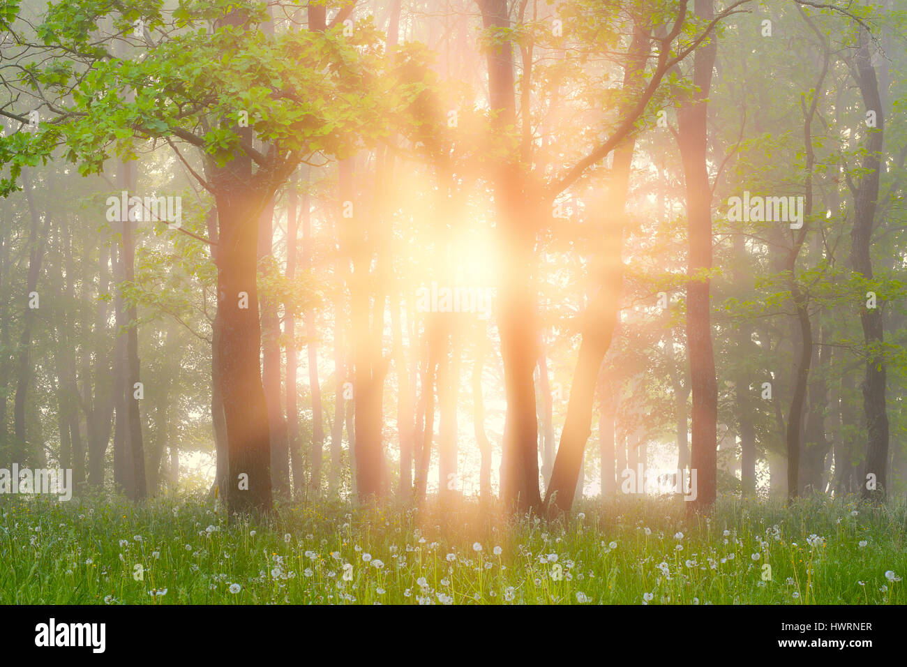 Bunte Sonnenstrahlen im nebligen Wald. Aufgehenden Sonne durch den Nebel auf grünen Bäumen und Rasen. Bright Sommer Hintergrund. Wunderschönen Sonnenaufgang im Sommer Wald Stockfoto