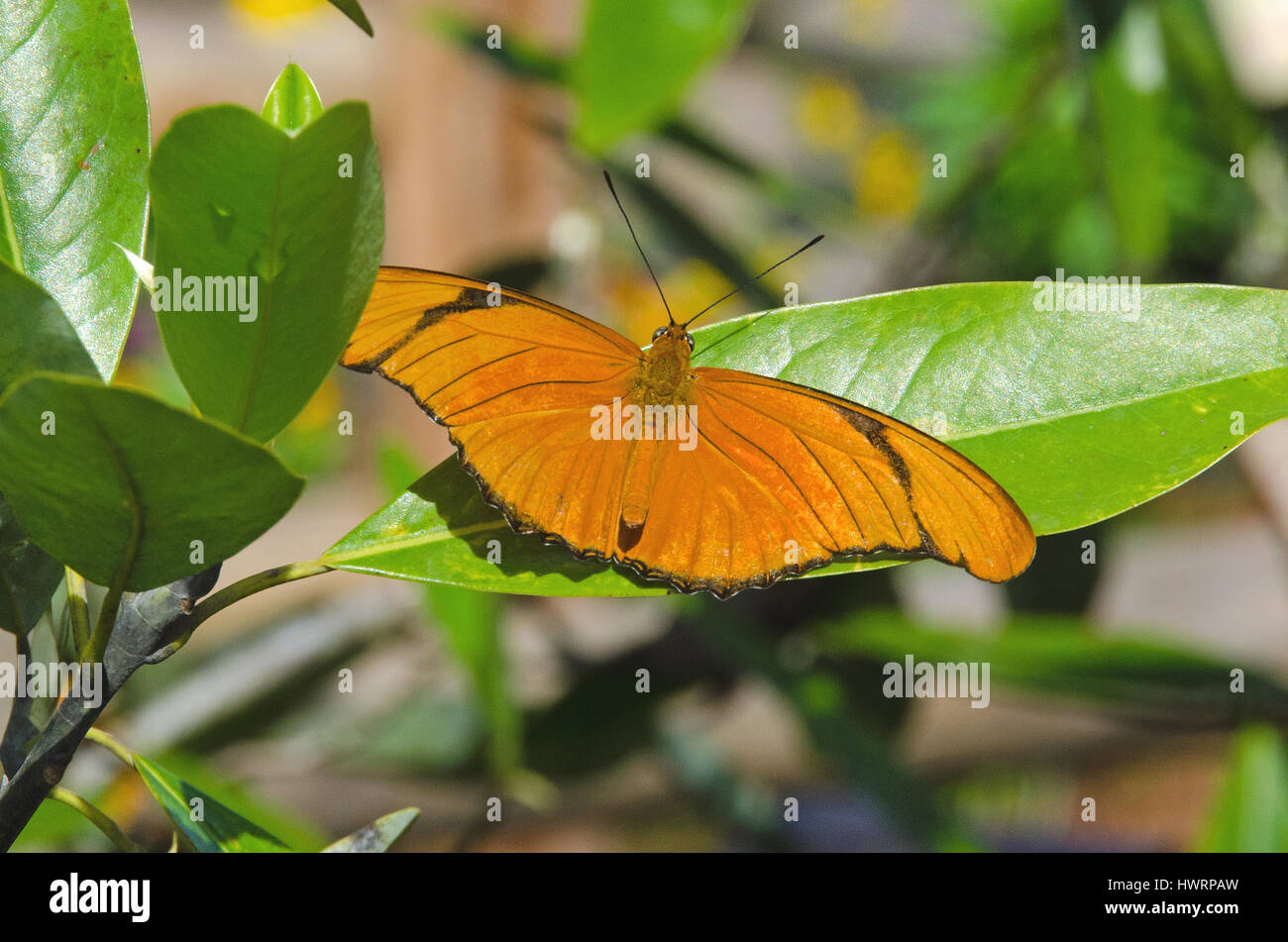 Julia Butterfly unterbricht ruhen auf grünen Blättern. Stockfoto