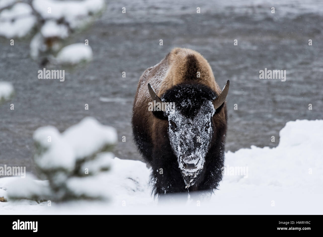 Bisons (Bison Bison) gemeinhin als Buffalo im Yellowstone Nationalpark, WY, USA den brutalen Winter zu überleben. Stockfoto