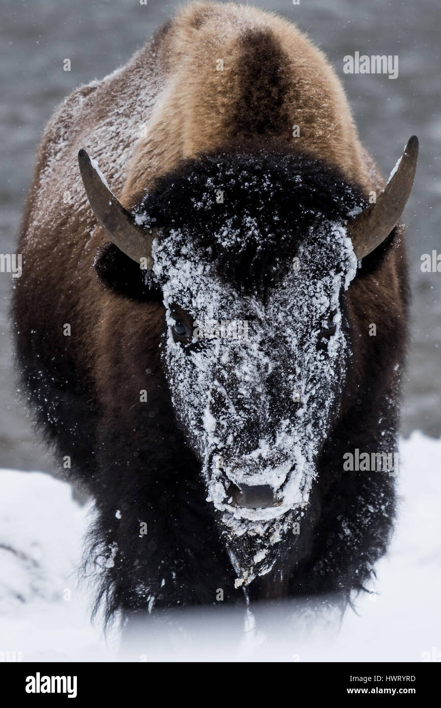 Bisons (Bison Bison) gemeinhin als Buffalo im Yellowstone Nationalpark, WY, USA den brutalen Winter zu überleben. Stockfoto