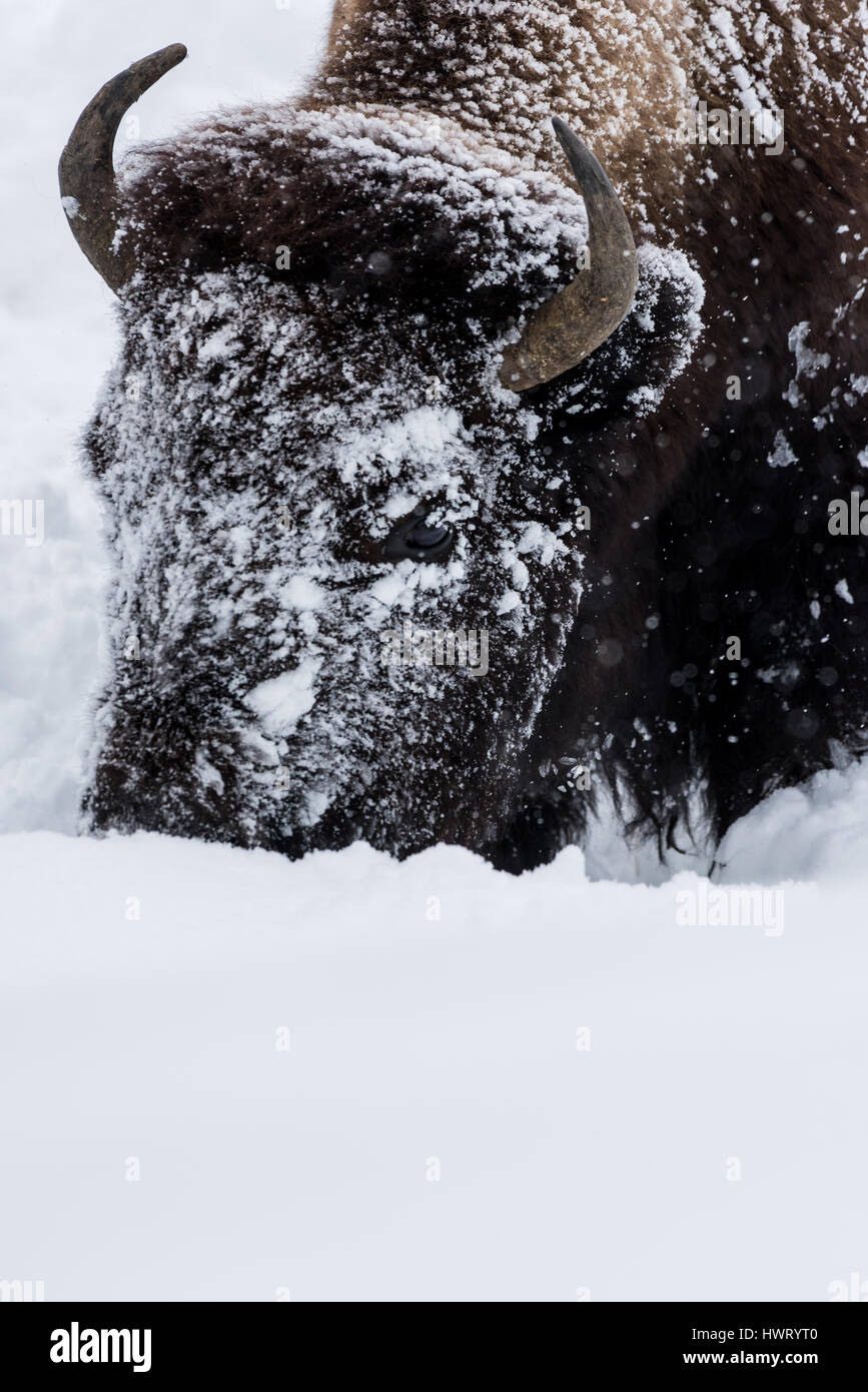 Bisons (Bison Bison) gemeinhin als Buffalo im Yellowstone Nationalpark, WY, USA den brutalen Winter zu überleben. Stockfoto