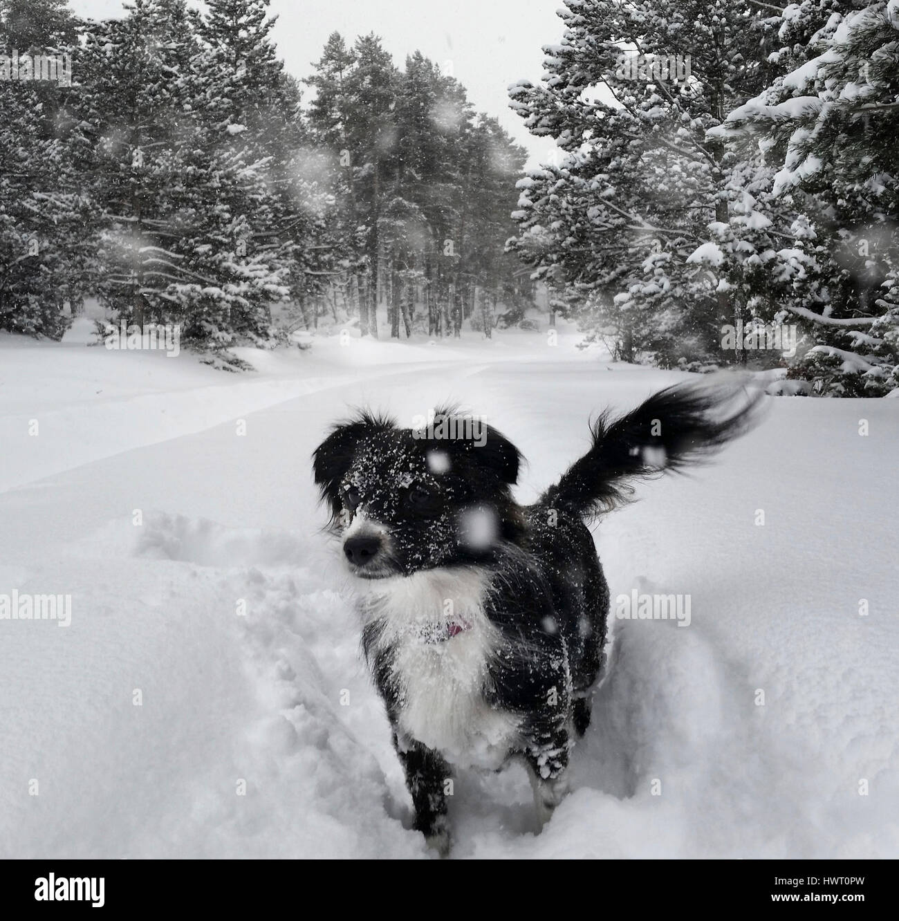 Hund stehen auf Schnee bedeckt Feld Stockfoto