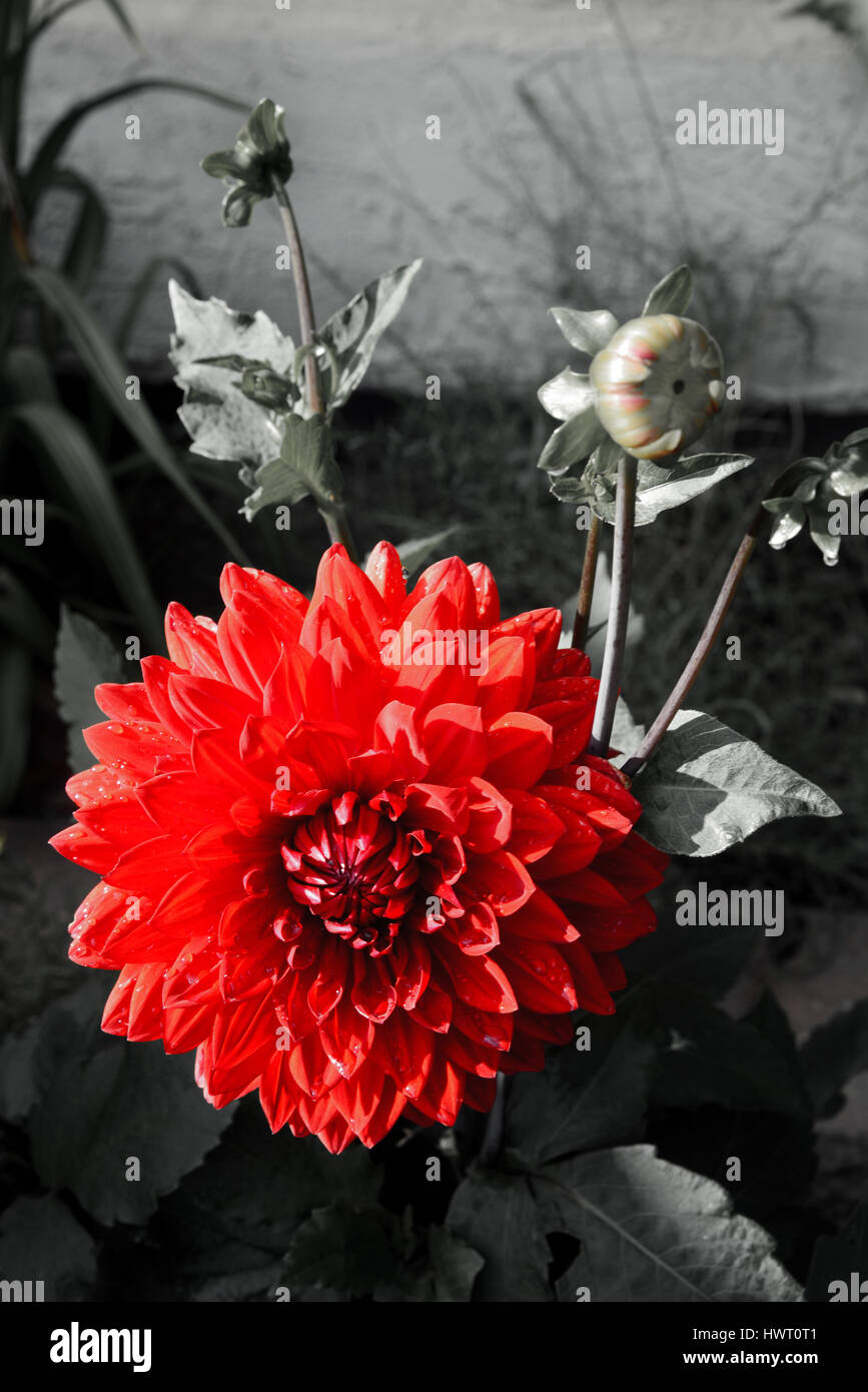 Rot Dhalia isoliert in schwarz & weißes Bild Stockfoto