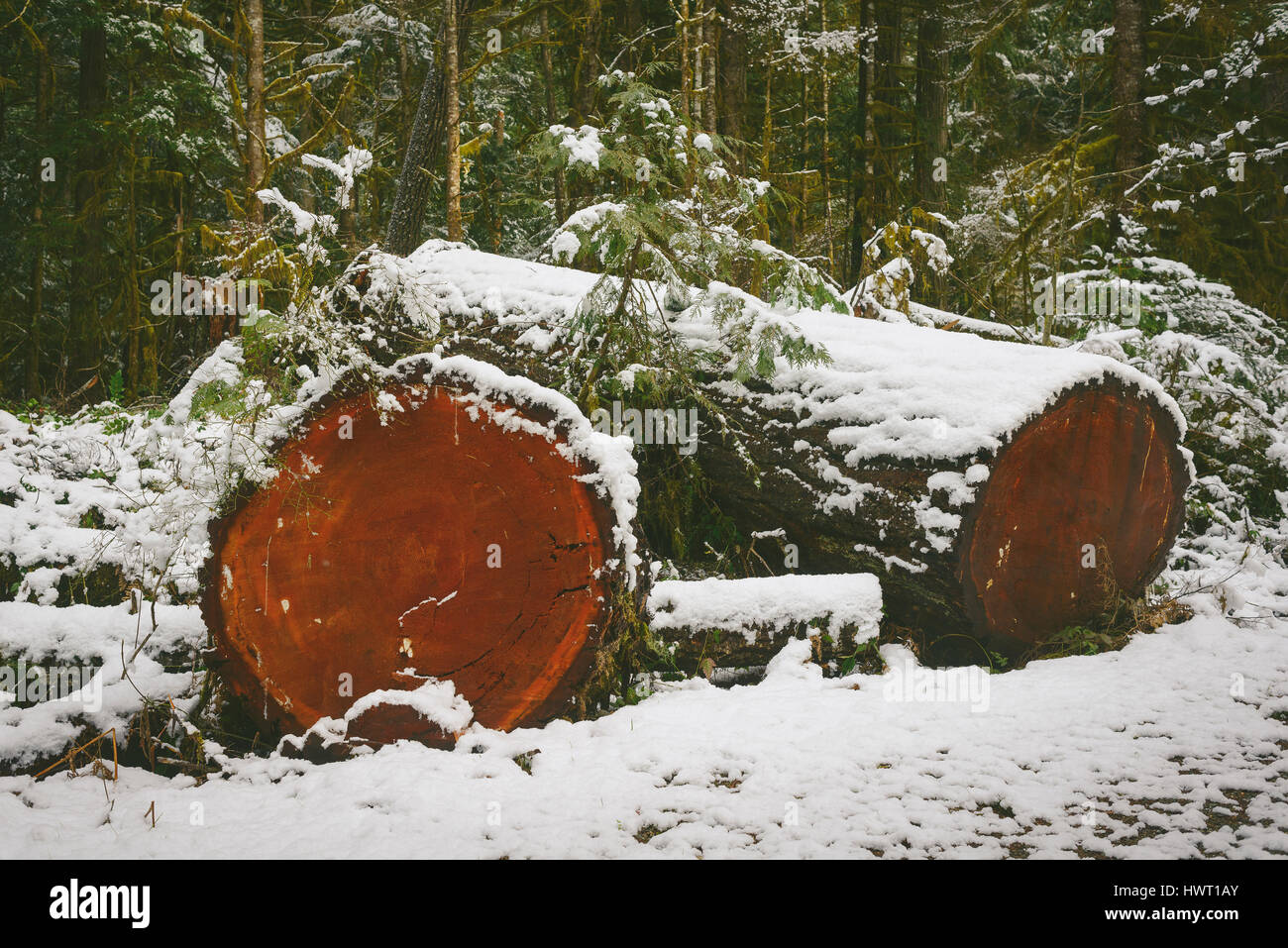 Schneebedeckte Protokolle im Wald Stockfoto