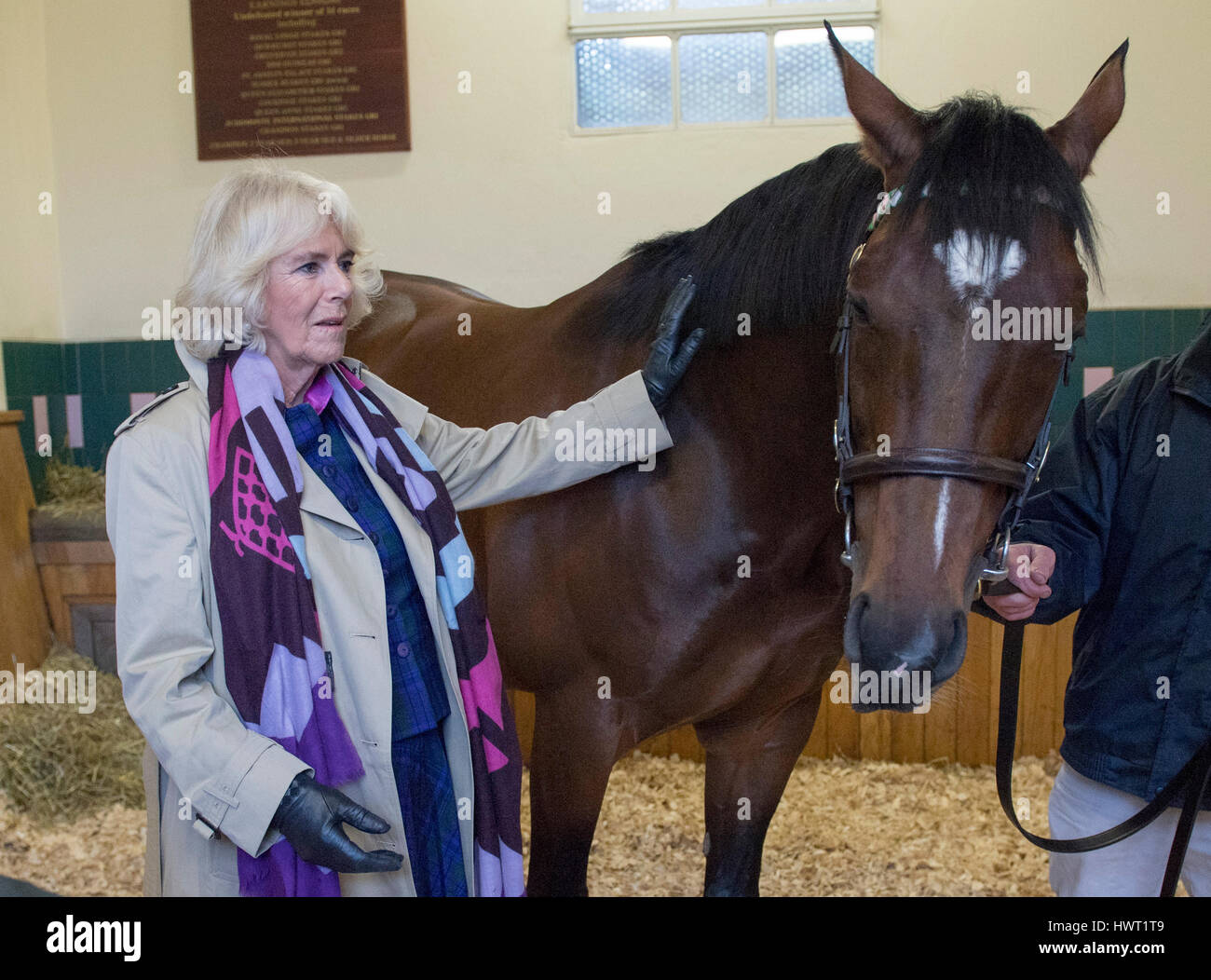 Die Herzogin von Cornwall trifft Frankel während ihres Besuchs in Banstead Manor Stud, Newmarket. Stockfoto