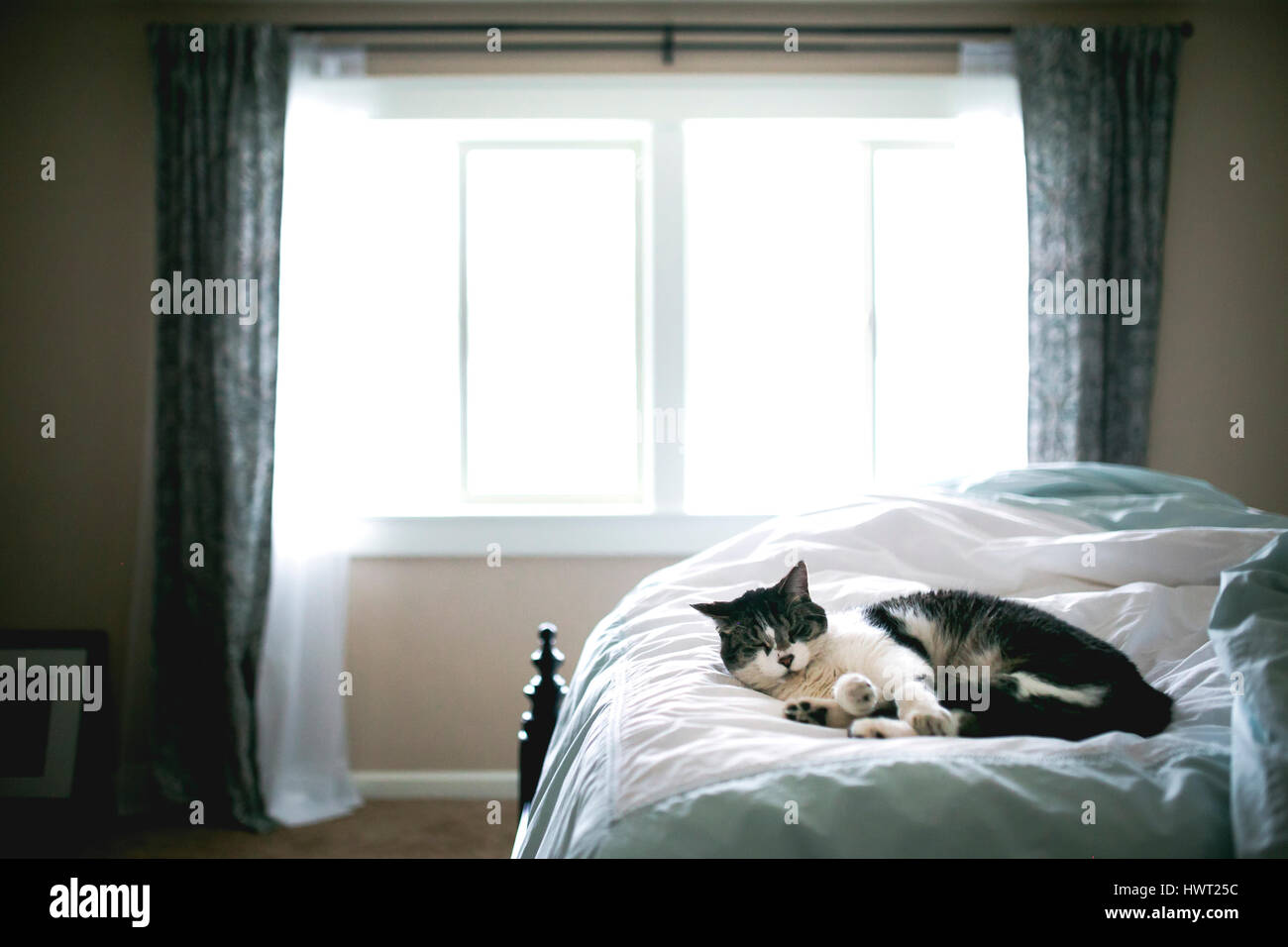 Katze schläft auf dem Bett zu Hause Stockfoto