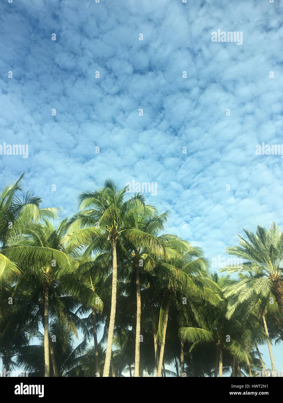 Niedrigen Winkel Blick auf Palmen gegen bewölktem Himmel Stockfoto