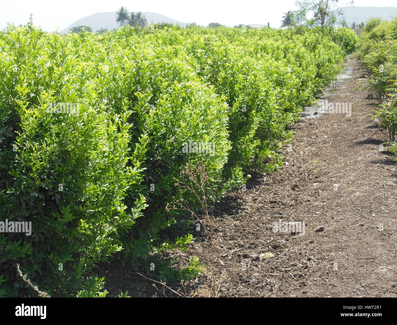 Landwirtschaft-Feld-Indien Stockfoto