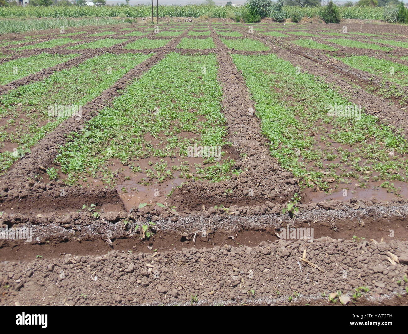 Koriander-Feld oder Bio-Bauernhof, Indien Stockfoto