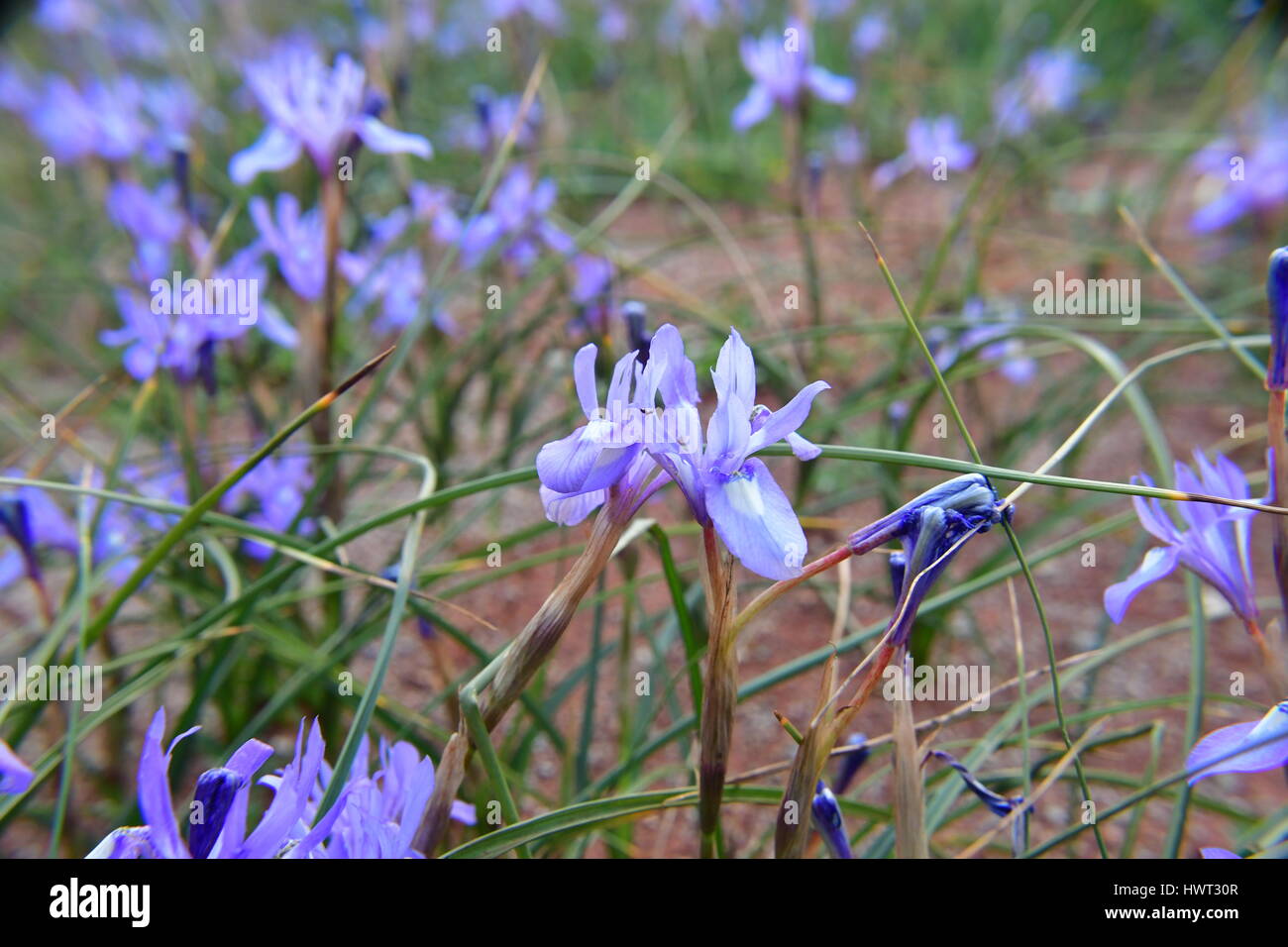 Nafplio. Griechenland, 22. März 2107.The Iris ist eine Gattung von Blütenpflanzen Monokotyledonen, die Reihenfolge der Leiriodon (Liliales), die Familie von Iridoiden, die in Stockfoto