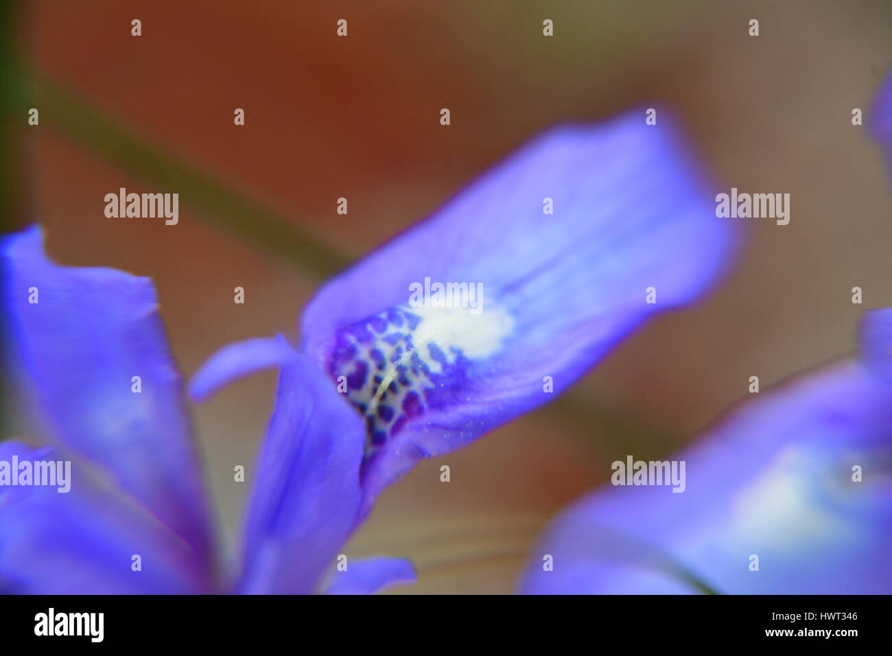 Nafplio. Griechenland, 22. März 2107.The Iris ist eine Gattung von Blütenpflanzen Monokotyledonen, die Reihenfolge der Leiriodon (Liliales), die Familie von Iridoiden, die in Stockfoto