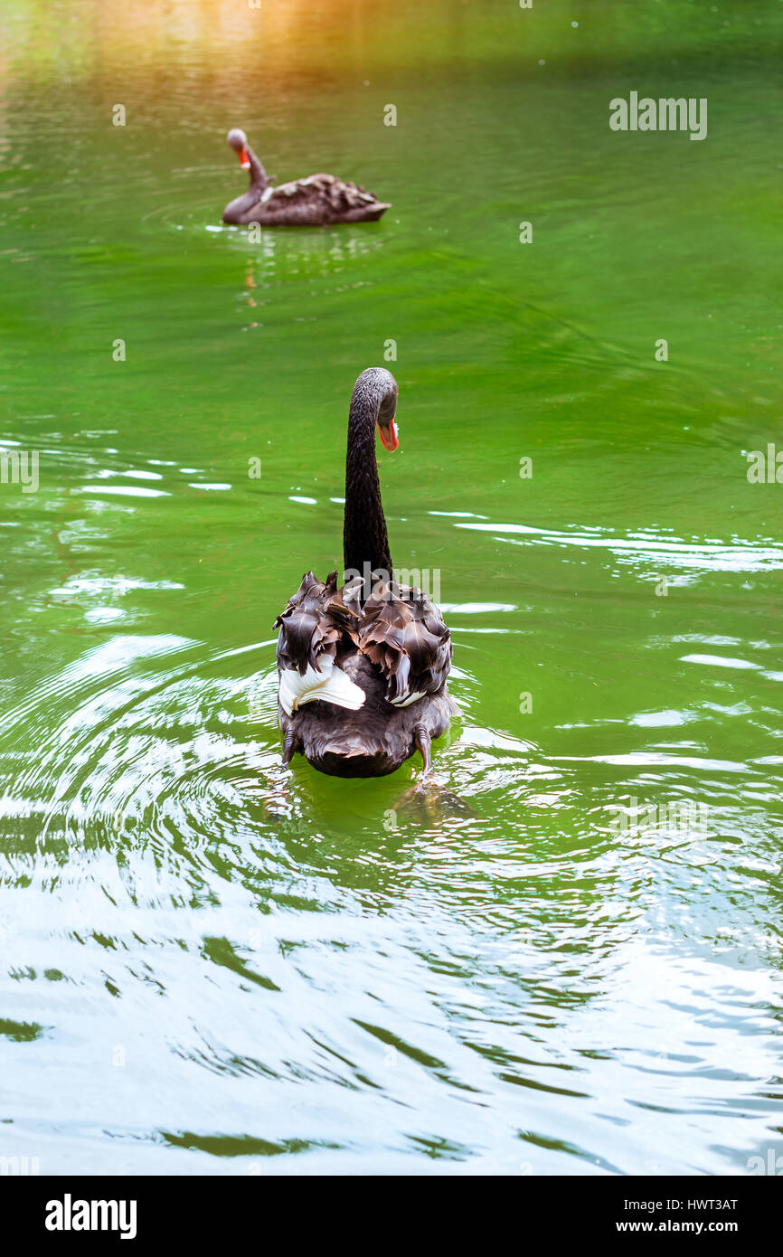 Schwarze Schwäne schwimmen im grünen Wasser in einem üppigen Teich. Park am Juozo Alus Brauerei. Seltene schwarze Vögel in ihrem natürlichen Lebensraum wild. HBH Palanga, Litauen Stockfoto