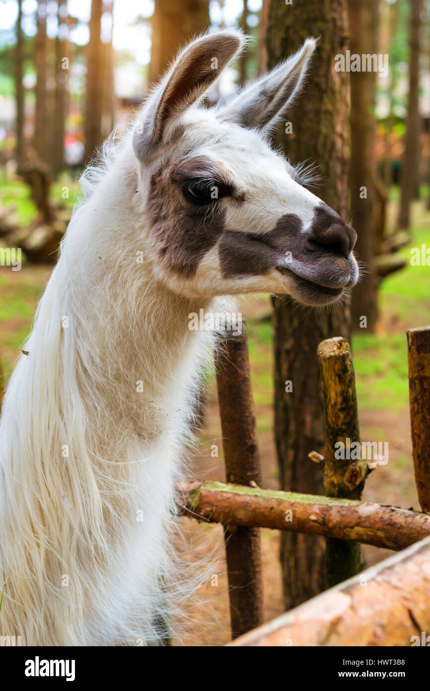 Wildes Tier Lama auf die Natur im Wald. Lama - südamerikanischen Säugetier aus der Familie der Kameliden, domestiziert Indianer. Lama hat ein wertvollere Fell, Stockfoto