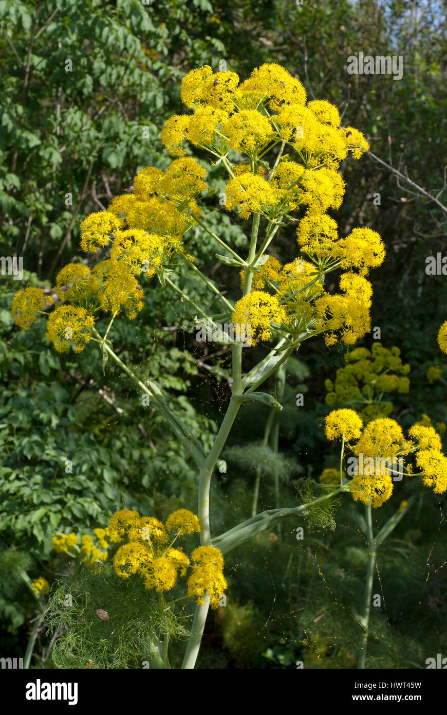 Riesigen Fenchel (Ferula Communis) Blüte, Isola Polvese, Lago Trasimeno, Umbrien, Italien Stockfoto