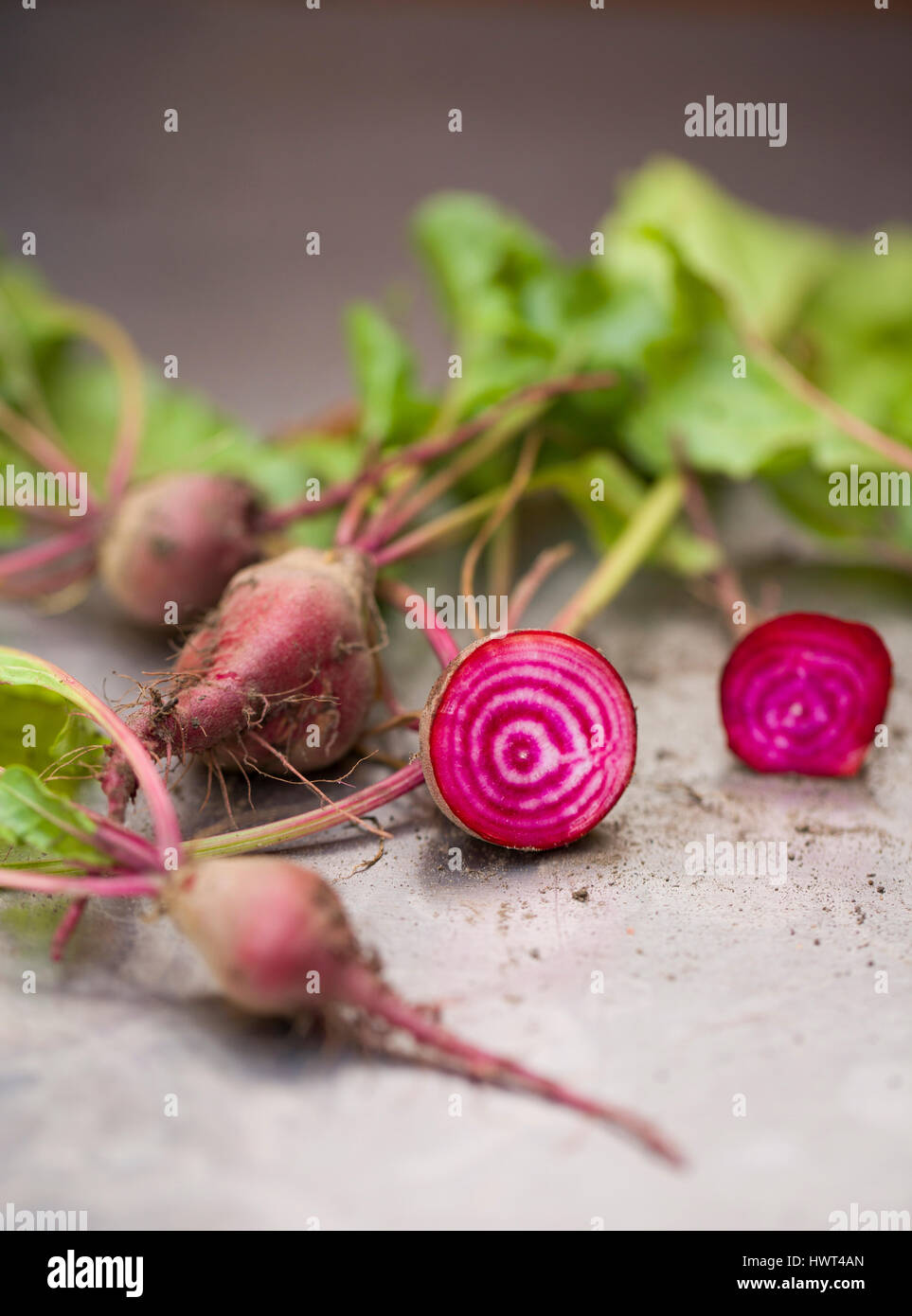 Chioggia rote Beete Stockfoto