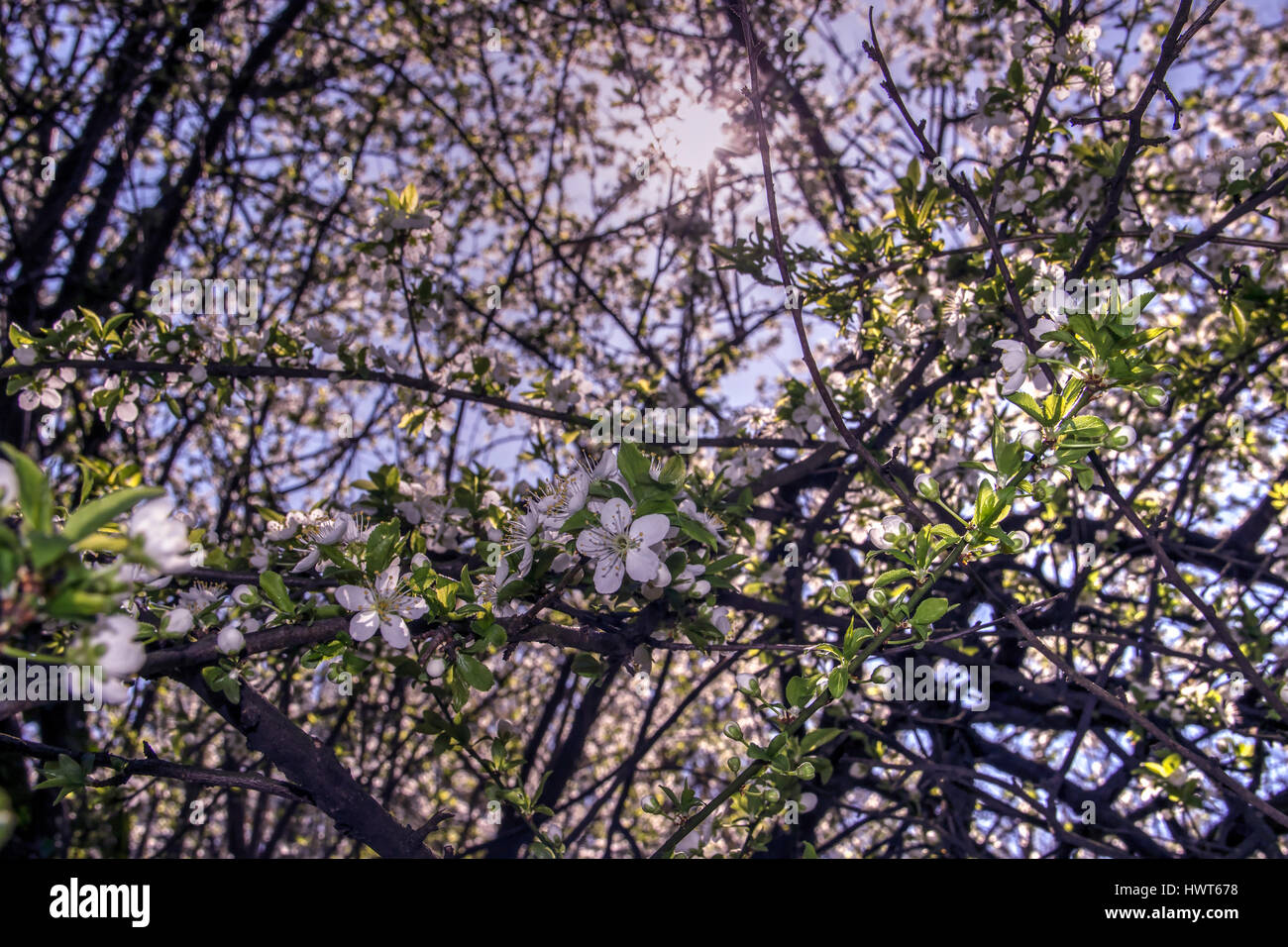 Eine blühende wilde Pflaume Baumkrone gegen die Sonne Stockfoto