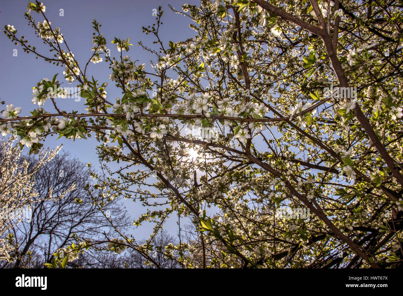 Eine blühende wilde Pflaume Baumkrone gegen die Sonne Stockfoto