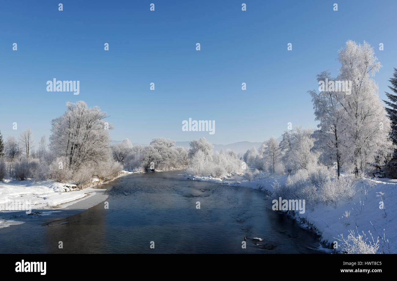 Bäume mit Raureif auf dem Fluss Loisach, Gemeinde Großweil, Loisachtal, Upper Bavaria, Bavaria, Germany Stockfoto