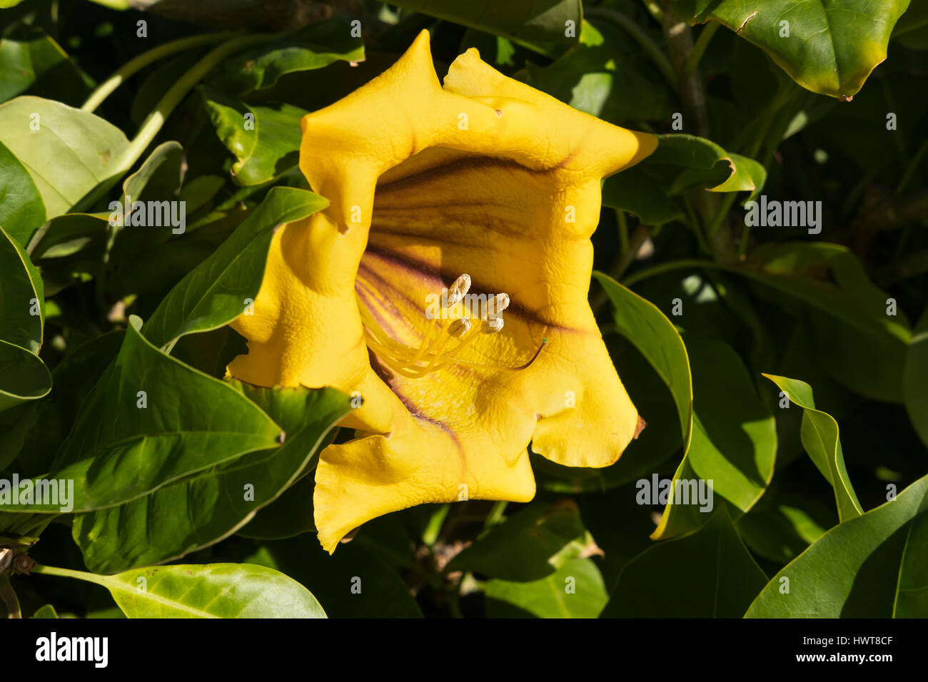 Gelbe Blume, Cup für Gold Rebe (Solandra Maxima), Gartenpflanze, Teneriffa, Kanarische Inseln, Spanien Stockfoto