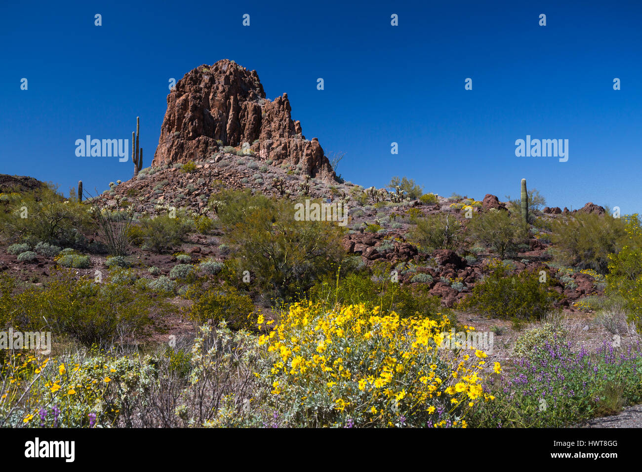 Ein Blick auf die Sonora-Wüste und Frühjahr Vegetation nördlich von Ajo, Arizona, USA. Stockfoto