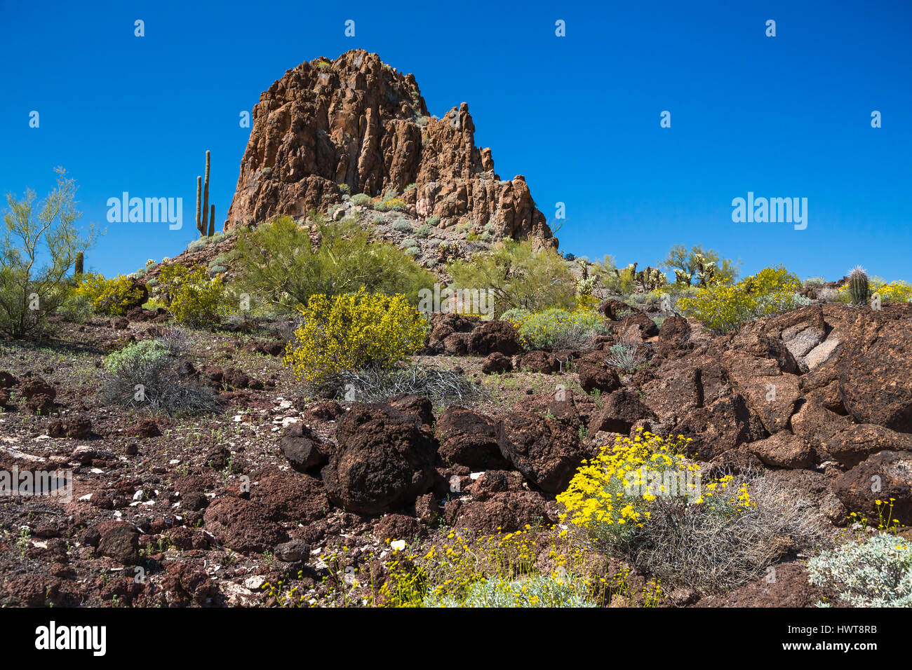 Ein Blick auf die Sonora-Wüste und Frühjahr Vegetation nördlich von Ajo, Arizona, USA. Stockfoto