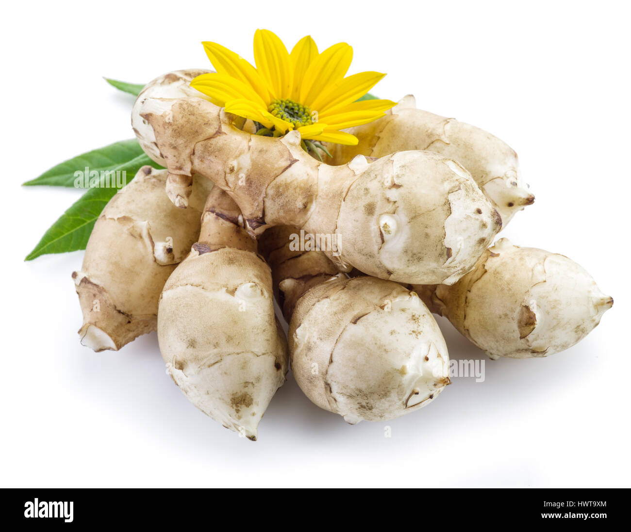 Topinambur auf weißem Hintergrund. Stockfoto