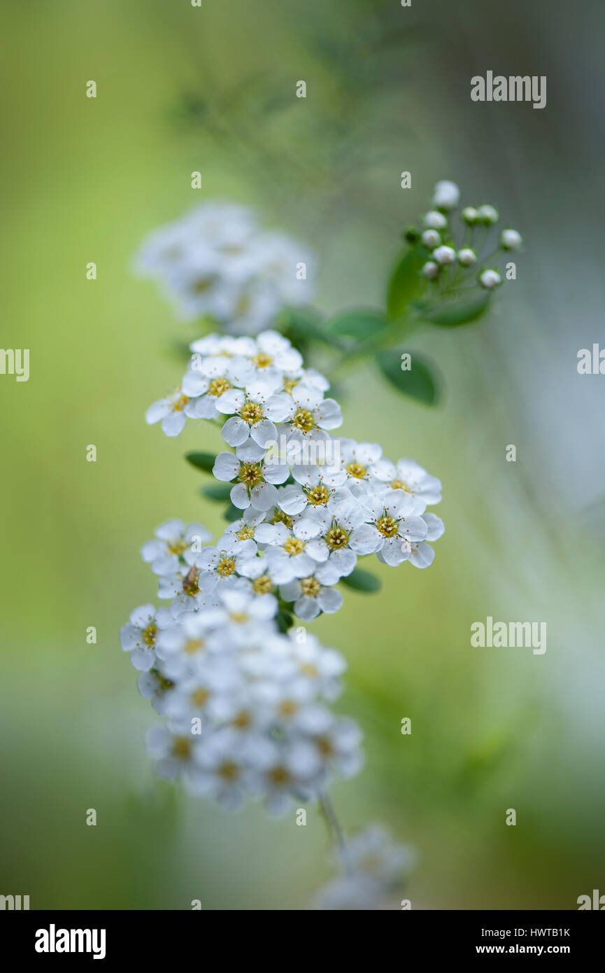 Nahaufnahme von der zarten, Frühjahr blühen, weiße Blüten von Spiraea × Mischpflanzungen "Brautkranz" gegen einen weichen Hintergrund Stockfoto