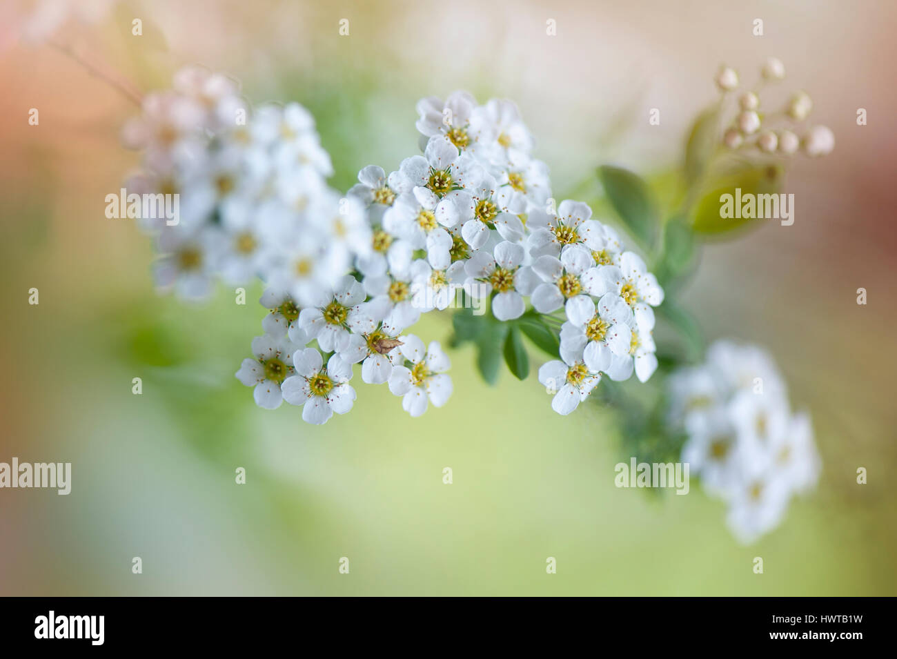 Nahaufnahme von der zarten, Frühjahr blühen, weiße Blüten von Spiraea × Mischpflanzungen "Brautkranz" gegen einen weichen Hintergrund Stockfoto