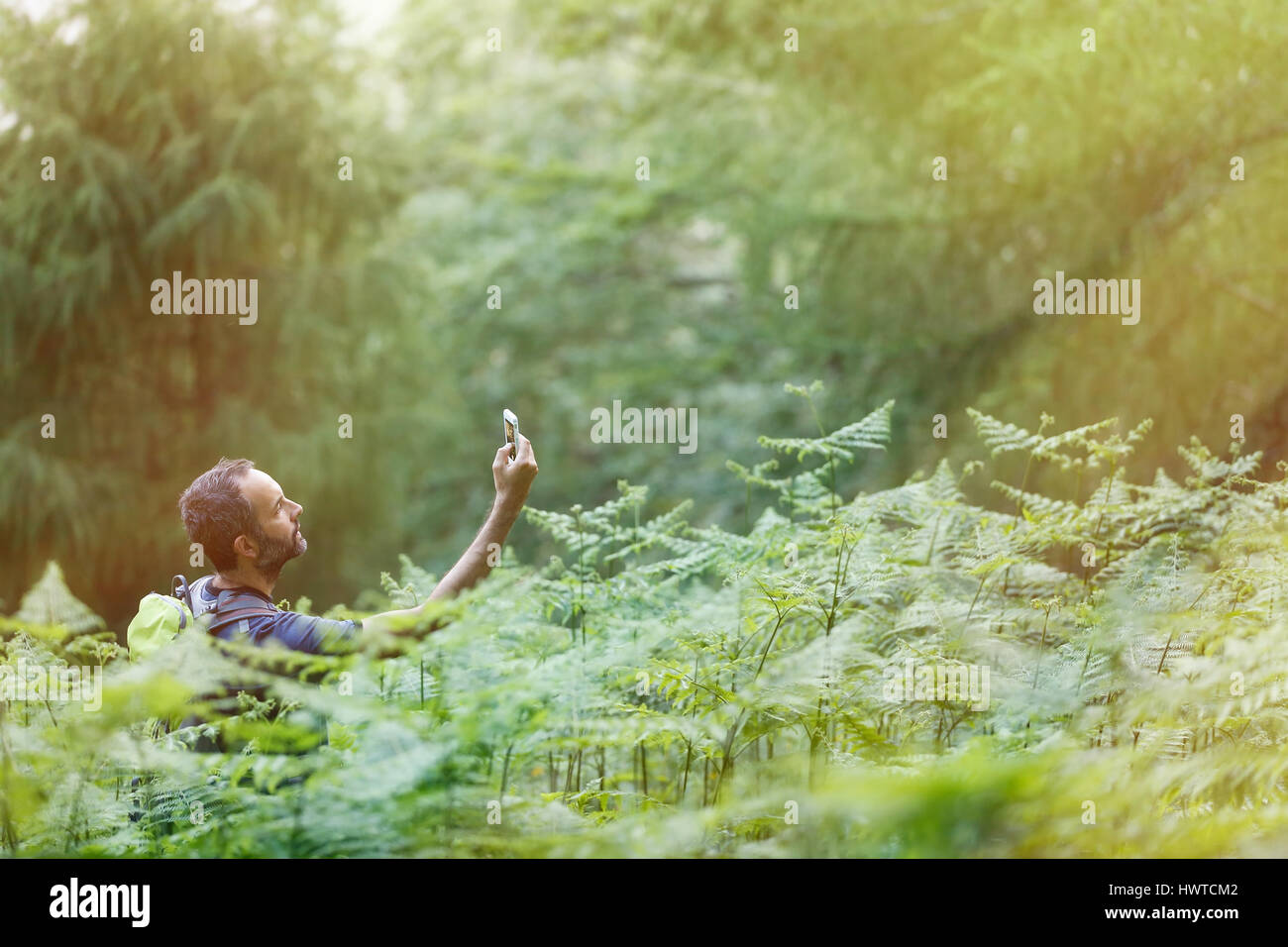 Wanderer, Suche ein Handy-Signal, Verlorenheit in den üppigen Wald, von glänzenden goldenen Sonnenlicht beleuchtet. Aktiver Lebensstil, modernes Leben, technologische abhängig Stockfoto