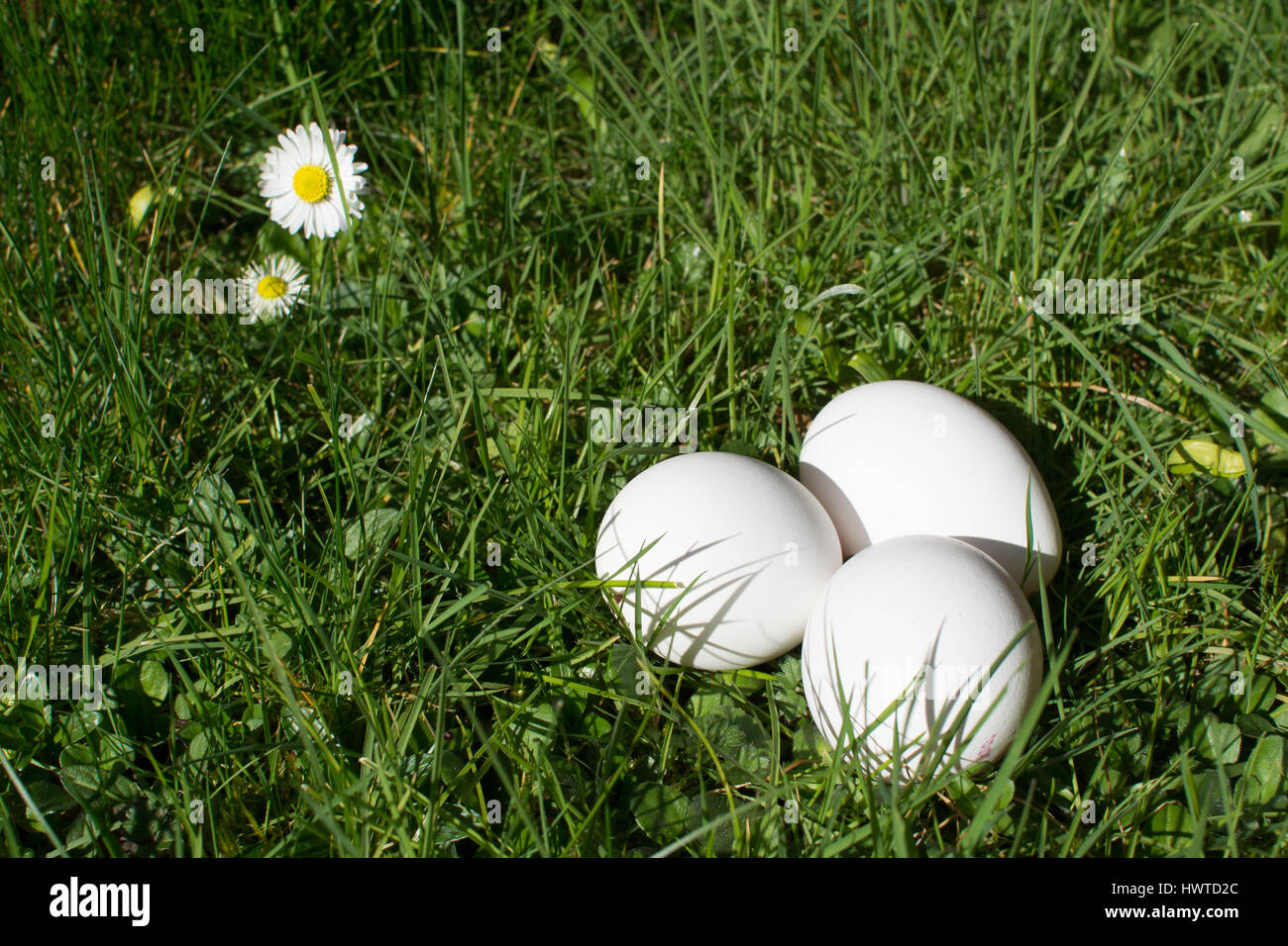 Drei weißen Eiern auf Wiese mit Gänseblümchen Stockfoto