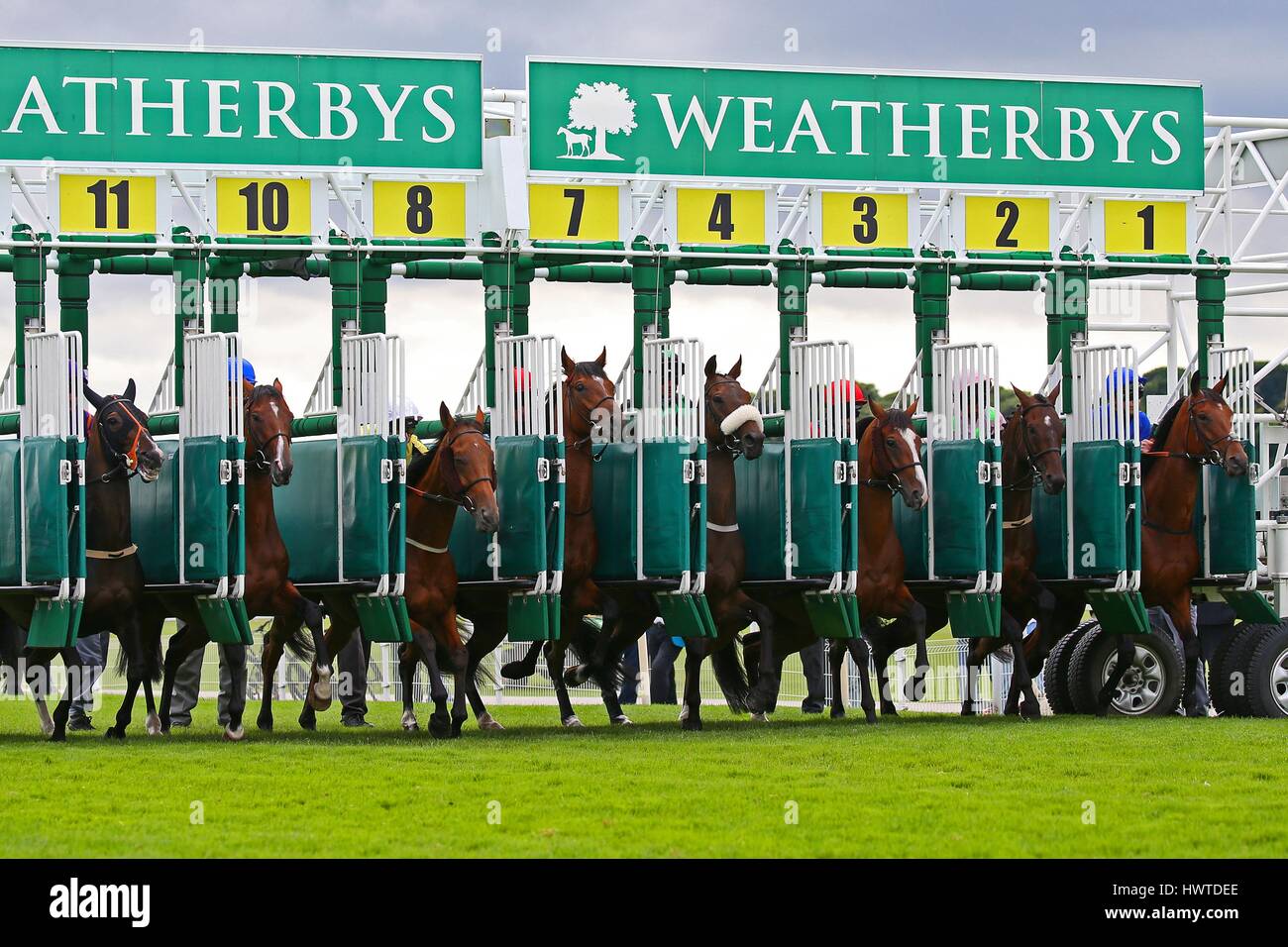 RENNPFERDE verlassen Tor WEATHERBYS HAMILTON WEATHERBYS HAMILTON LONSDA YORK RACECOURSE YORK ENGLAND 21. August 2015 Stockfoto