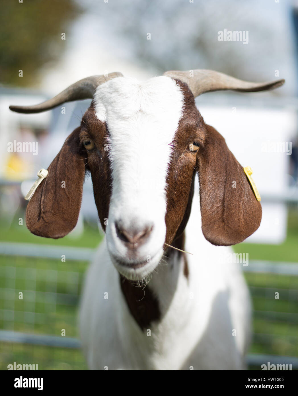 Boer Goat beim Manx Food and Drink Festival Stockfoto
