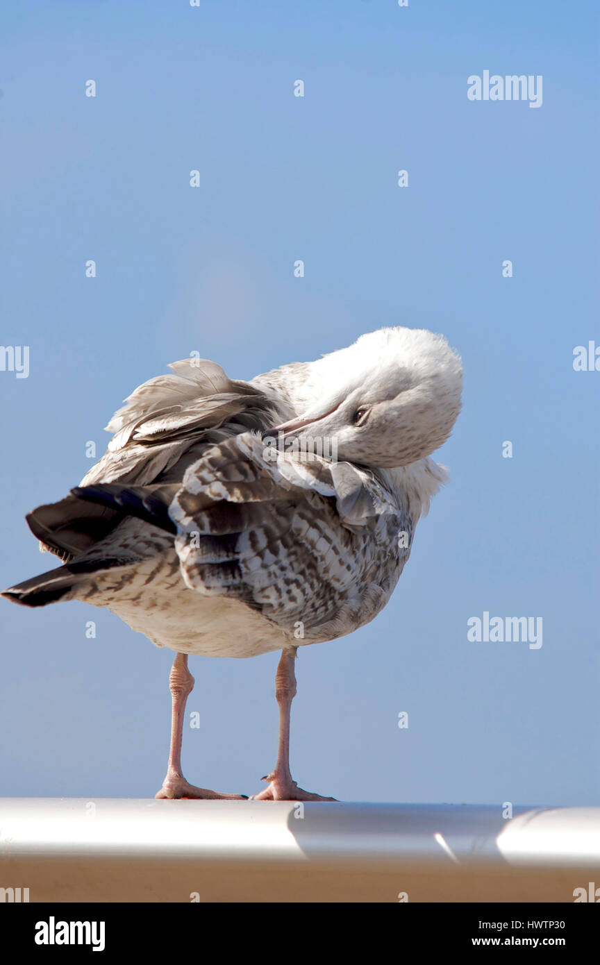 Junge Möwe putzen Federn an einem warmen Sommertag Stockfoto
