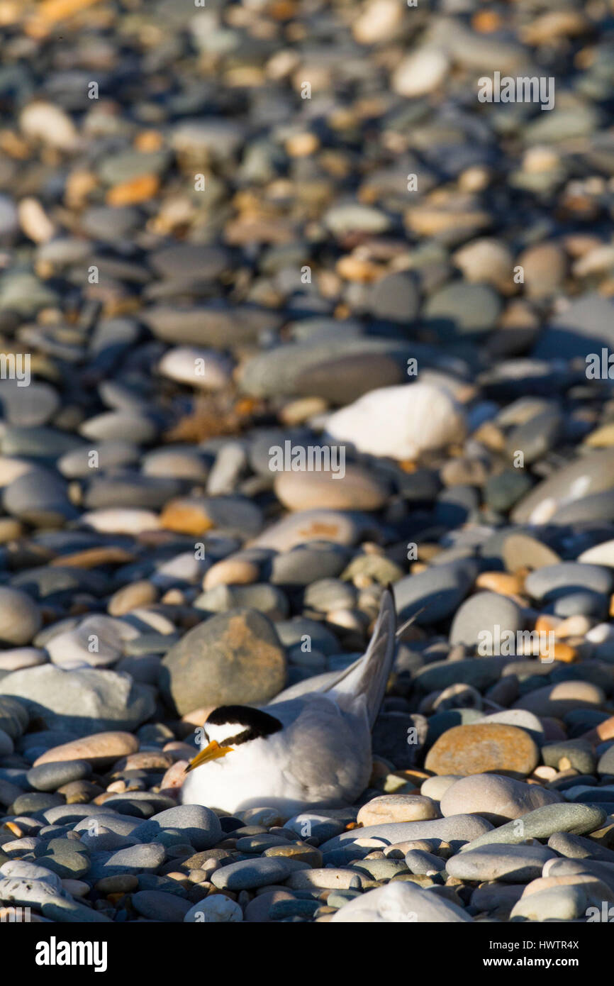 Vöglein Seeschwalbe (Sterna Albifrons) nisten auf Nest in Kieselsteinen markiert / Schindel von Birdwatch Ireland. Leitarten des Klimawandels. Stockfoto