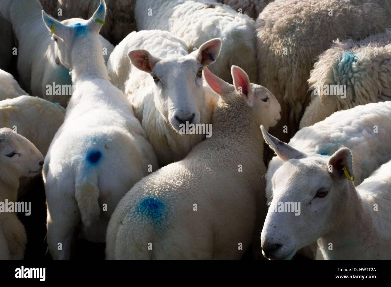Cross-Rasse Cheviot Schafe abkippte neu, wichtig für ihre Wolle Harris Tweed erstellen Stockfoto