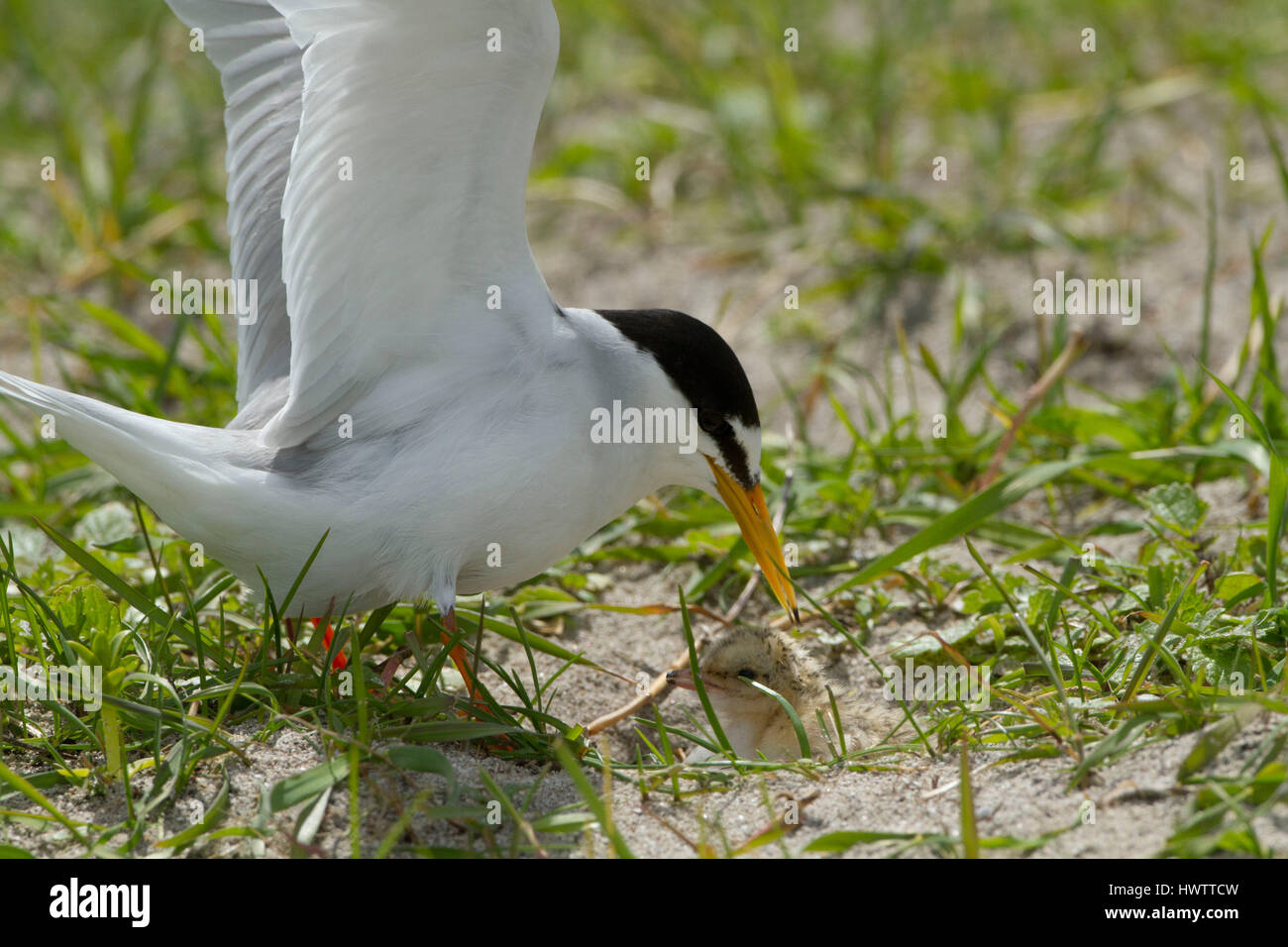 Zwergseeschwalbe (Sterna Albifrons) Landung am Nest unter schwarzen Hafer wächst auf Schale Reich Sand Machirs, Indikator Vogel des Klimas ändern aufgrund seiner Abhängigkeit Sandaale, Temperatur des Meeres. mit frisch geschlüpften Küken. Stockfoto