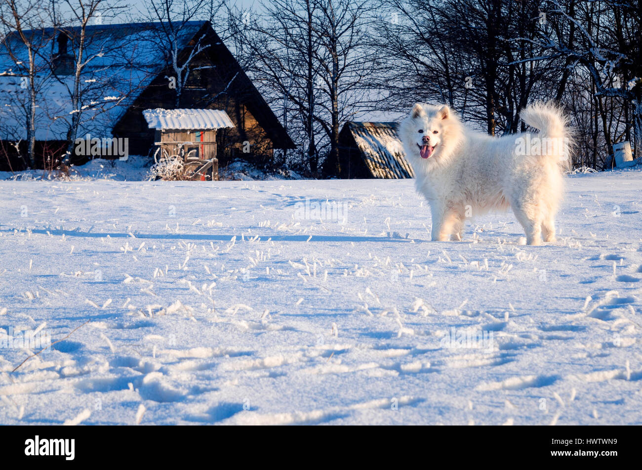 Weißen Samojeden Hund im ländlichen Bereich Schnee Stockfoto