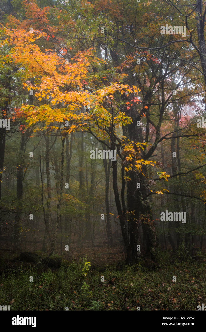Der Wechsel der Jahreszeiten beginnen zu zeigen, wie der Herbst beginnt zu greifen mit einer Mischung aus Farbe durch den dünnen Schleier des Nebels im oberen Bereich Spruce Knob. Stockfoto