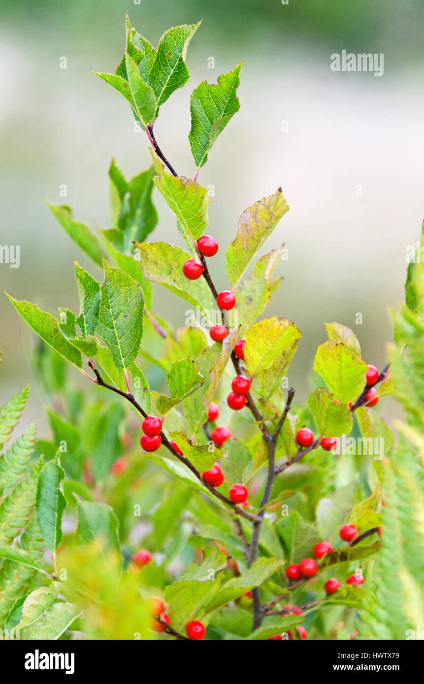 Nahaufnahme der Blätter und Beeren eines Winterberry Busch, Islesford, Maine. Stockfoto