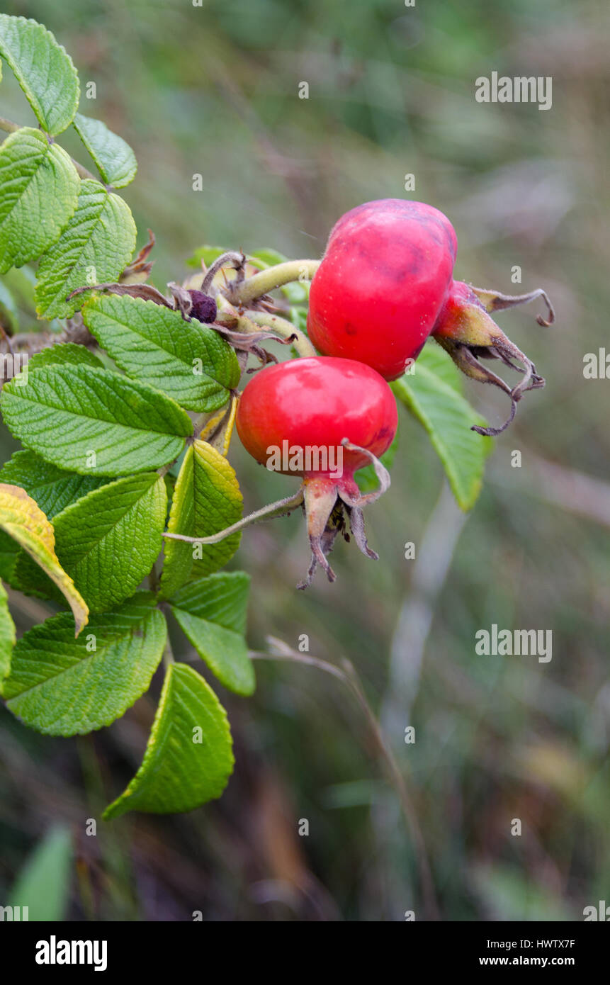 Fett, rot rose Hüfte auf eine Rugosa Rose, Islesford, Maine. Stockfoto