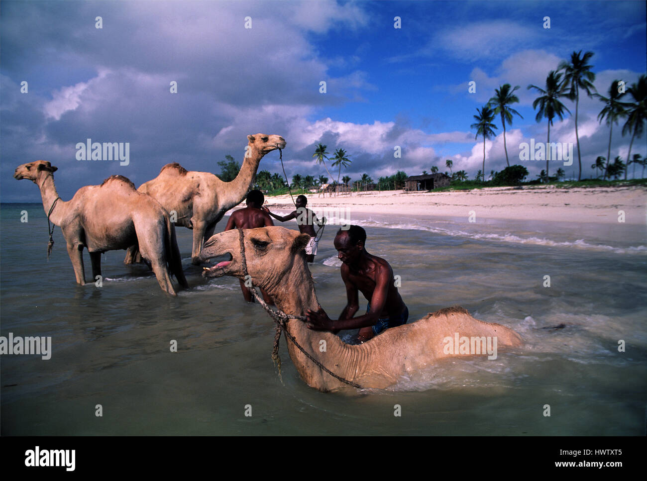 Somalische Stammesangehörigen Baden ihre Kamele am Diani Beach, Kenia Stockfoto