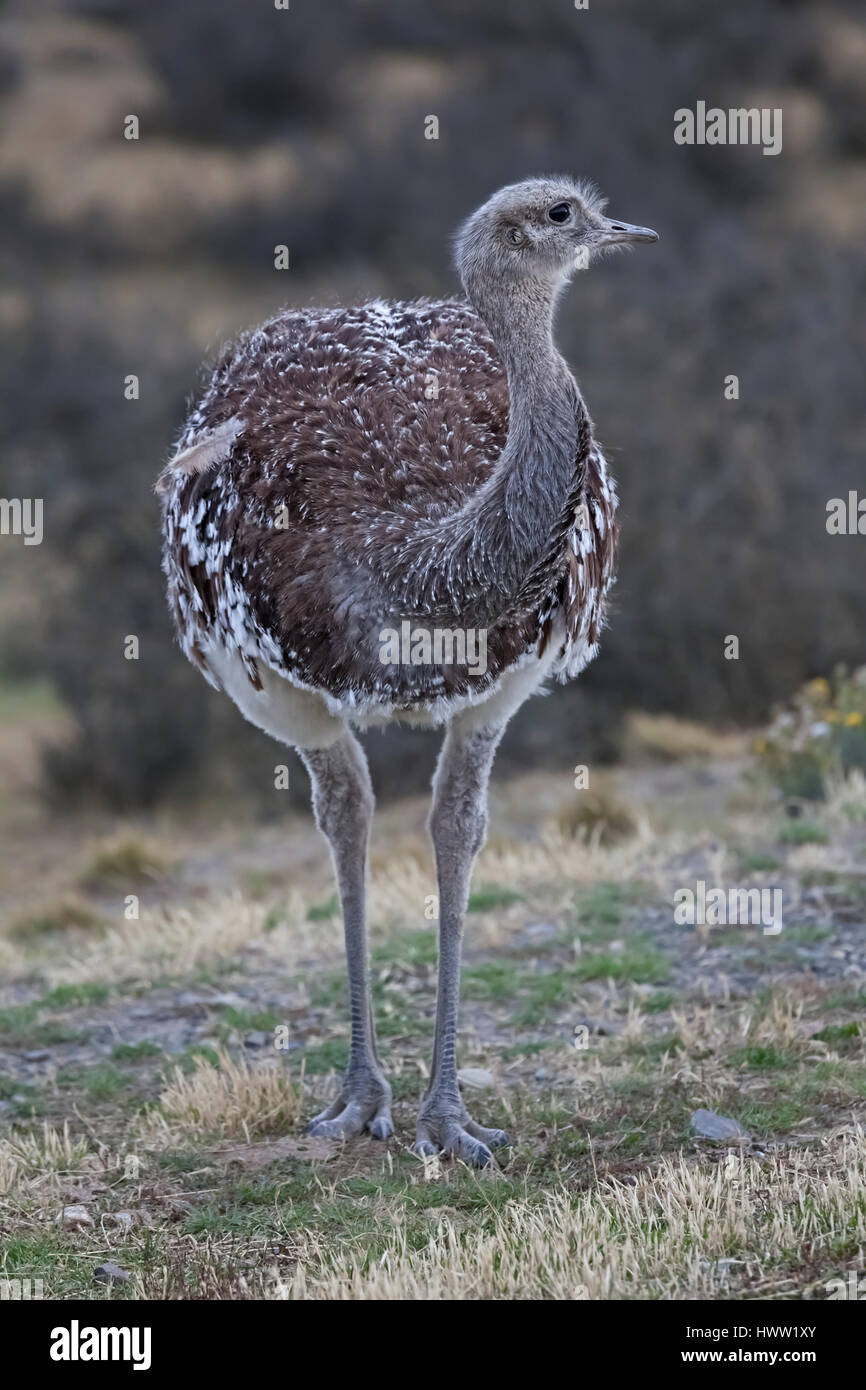 Darwins Rhea, Rhea Pennata in Lebensraum Patagonien, Chile, Südamerika Stockfoto