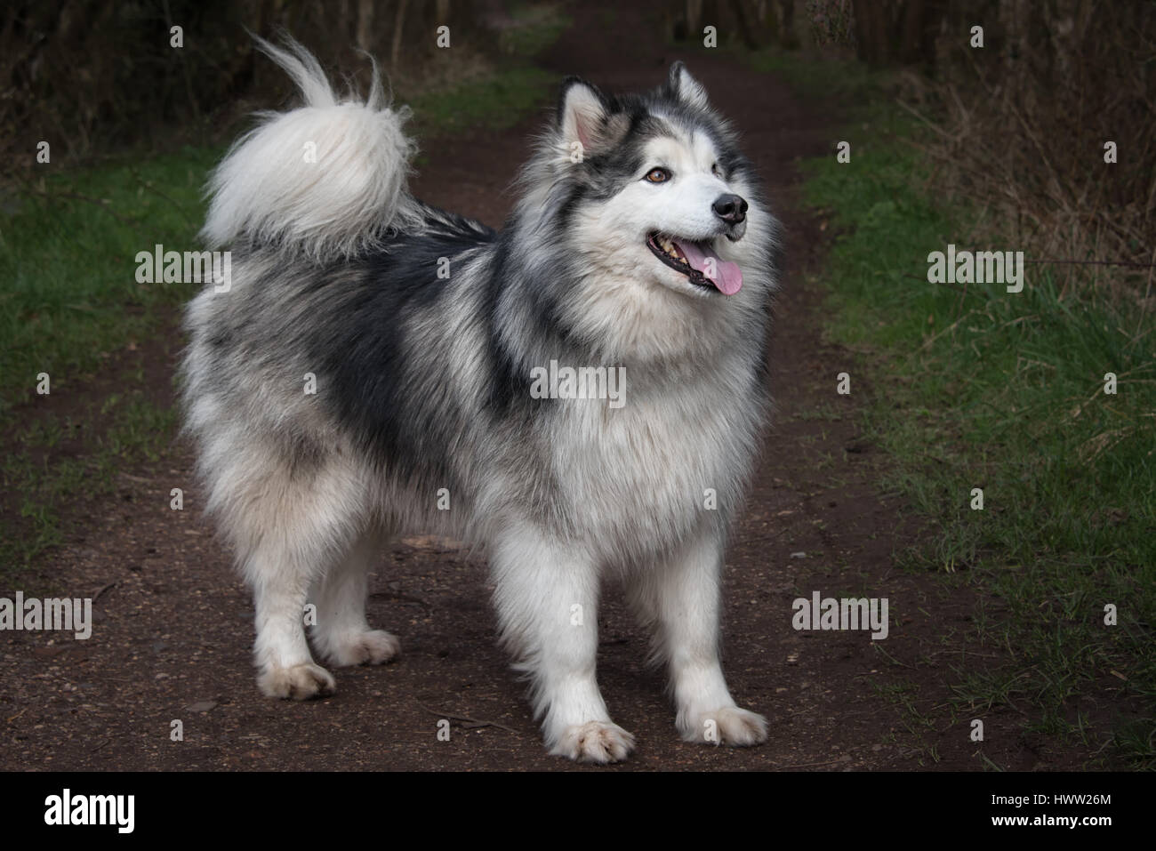 voller Länge Seitenprofil von einem Husky Kreuz Malamute Hund stehend und mit Blick auf das Recht Stockfoto
