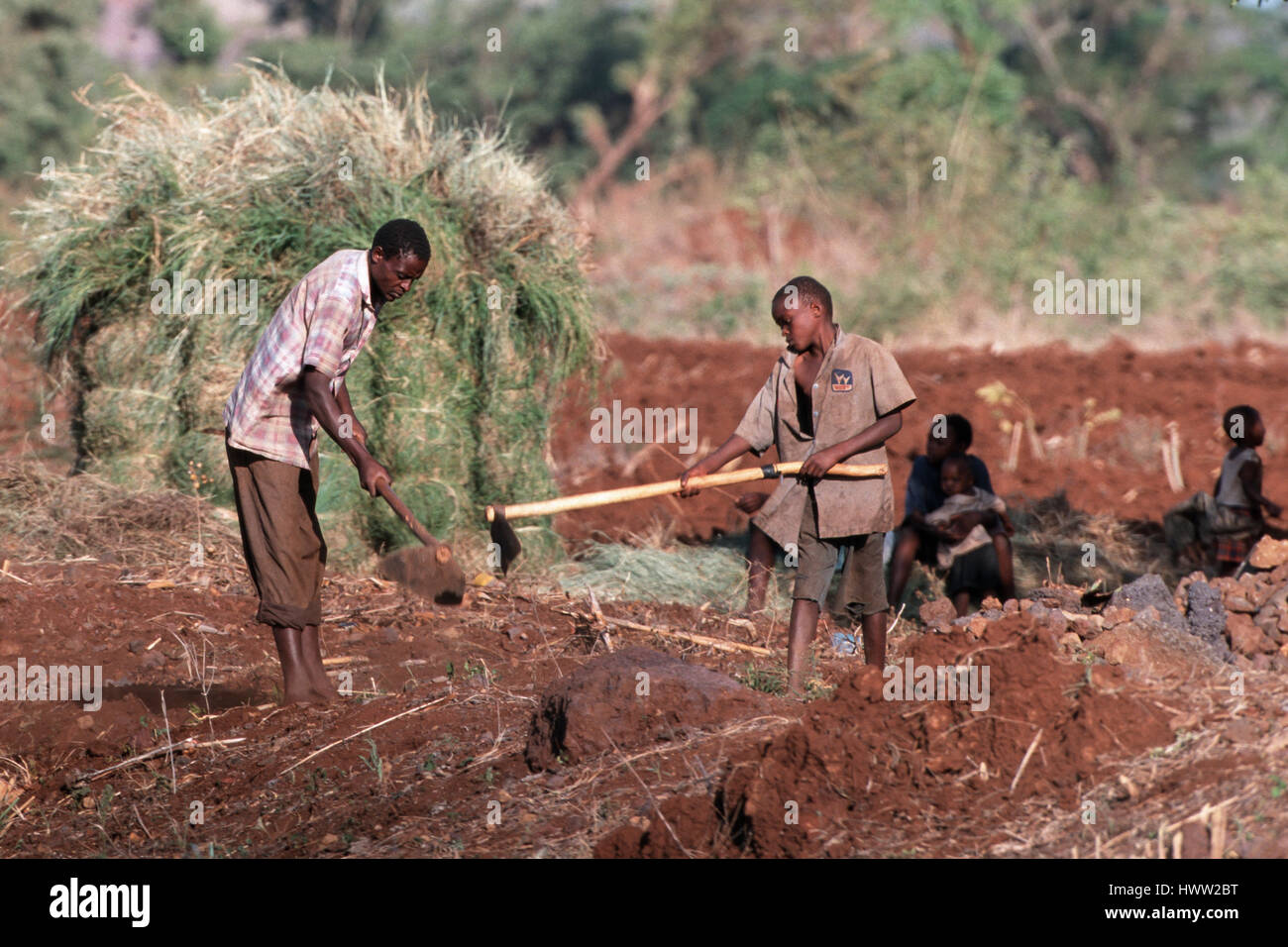 Vater und Sohn ein Feld hacken, Mais, Moshi, Tansania Kilimanjaro-Region zu Pflanzen Stockfoto