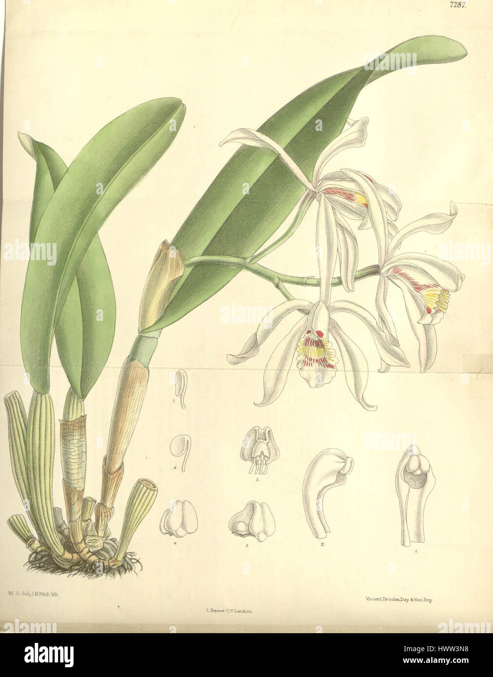 Diese botanische Illustration von Cattleya iricolor, die in Curtis' Botanical Magazine (1893) vorgestellt wurde, zeigt die lebendigen Farben und die zarte Struktur dieser Orchideenart, die in Mittelamerika beheimatet ist. Stockfoto