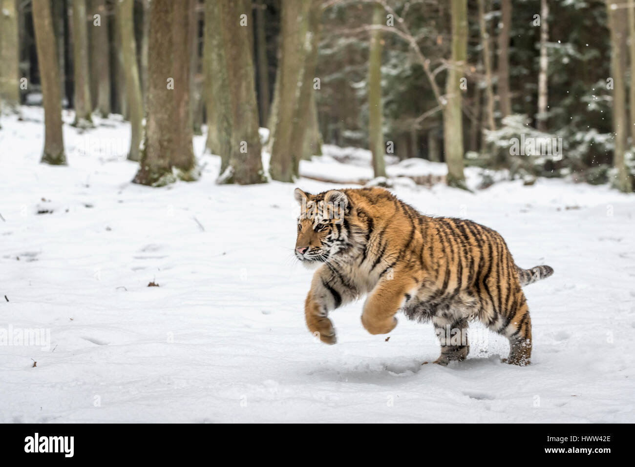 Jungen sibirischen Tiger Jagd im Schnee Stockfoto