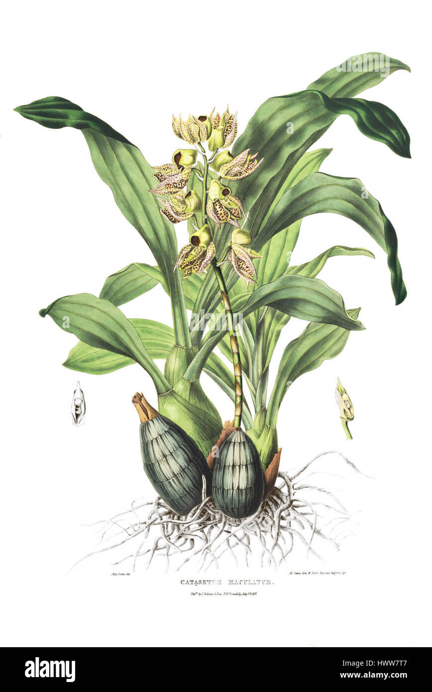 'Catasetum maculatum Bateman pl. 29' ist eine botanische Platte aus dem 19. Jahrhundert, die eine Orchideenart darstellt und ihre Besonderheiten in botanischen Details zeigt. Stockfoto
