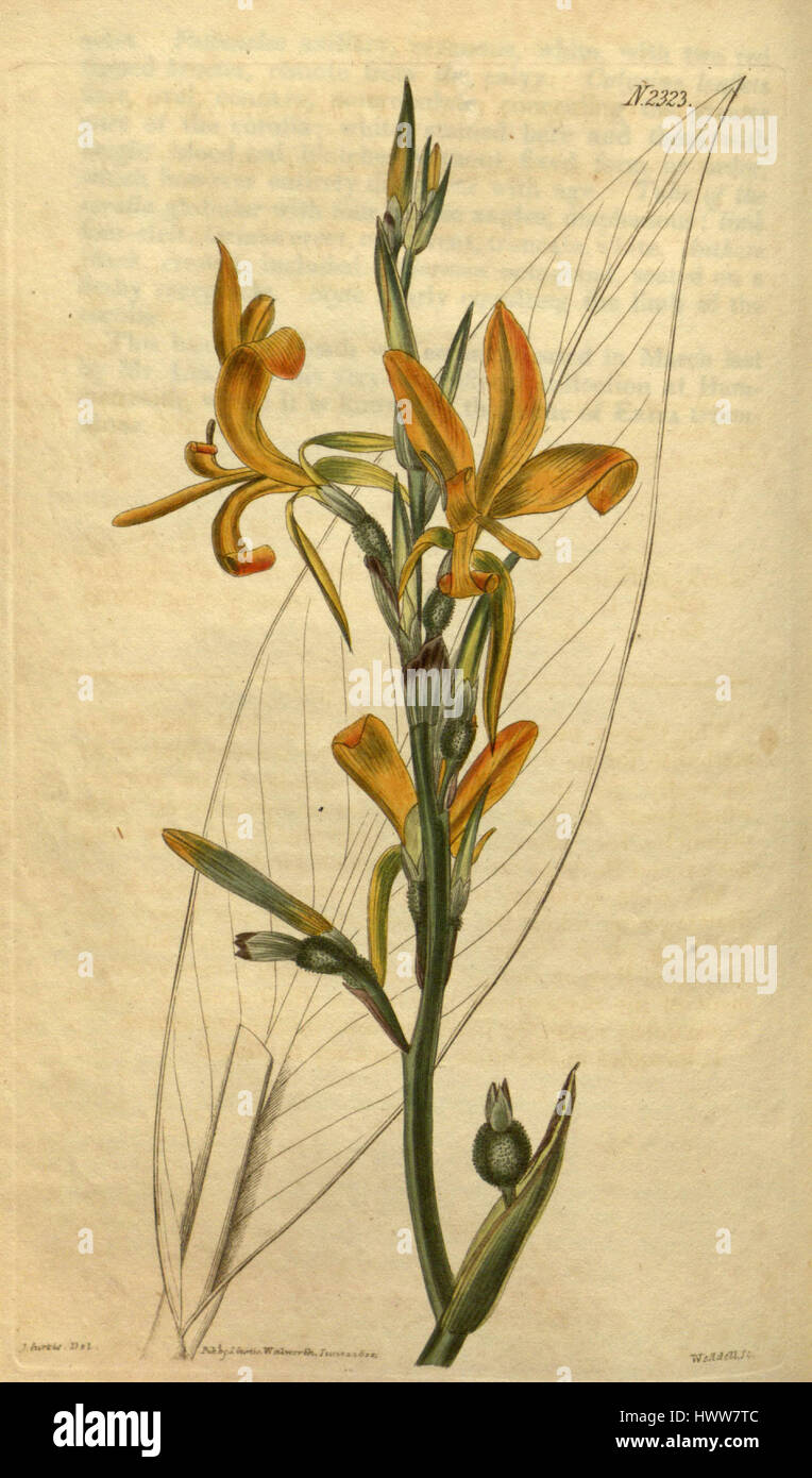 CANNA Pedunculata Bot. Mag.a 49. 2323. 1822 Stockfoto