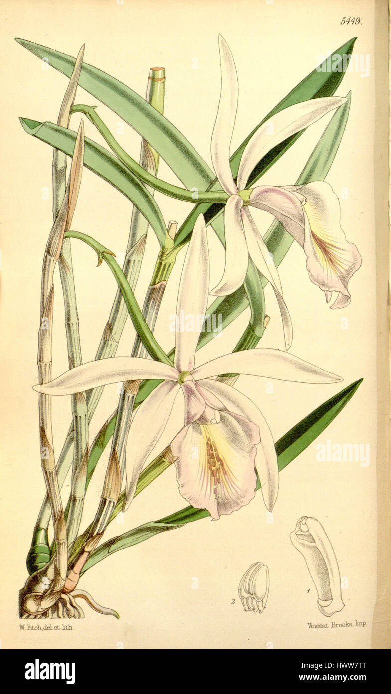Diese botanische Illustration aus Curtis' 'Botanical Magazine' zeigt Cattleya Intermedia, früher bekannt als Cattleya lindleyana. Das Werk zeigt die lebendigen Farben und die komplizierten Details, die charakteristisch für die Illustrationen aus der viktorianischen Ära sind. Stockfoto